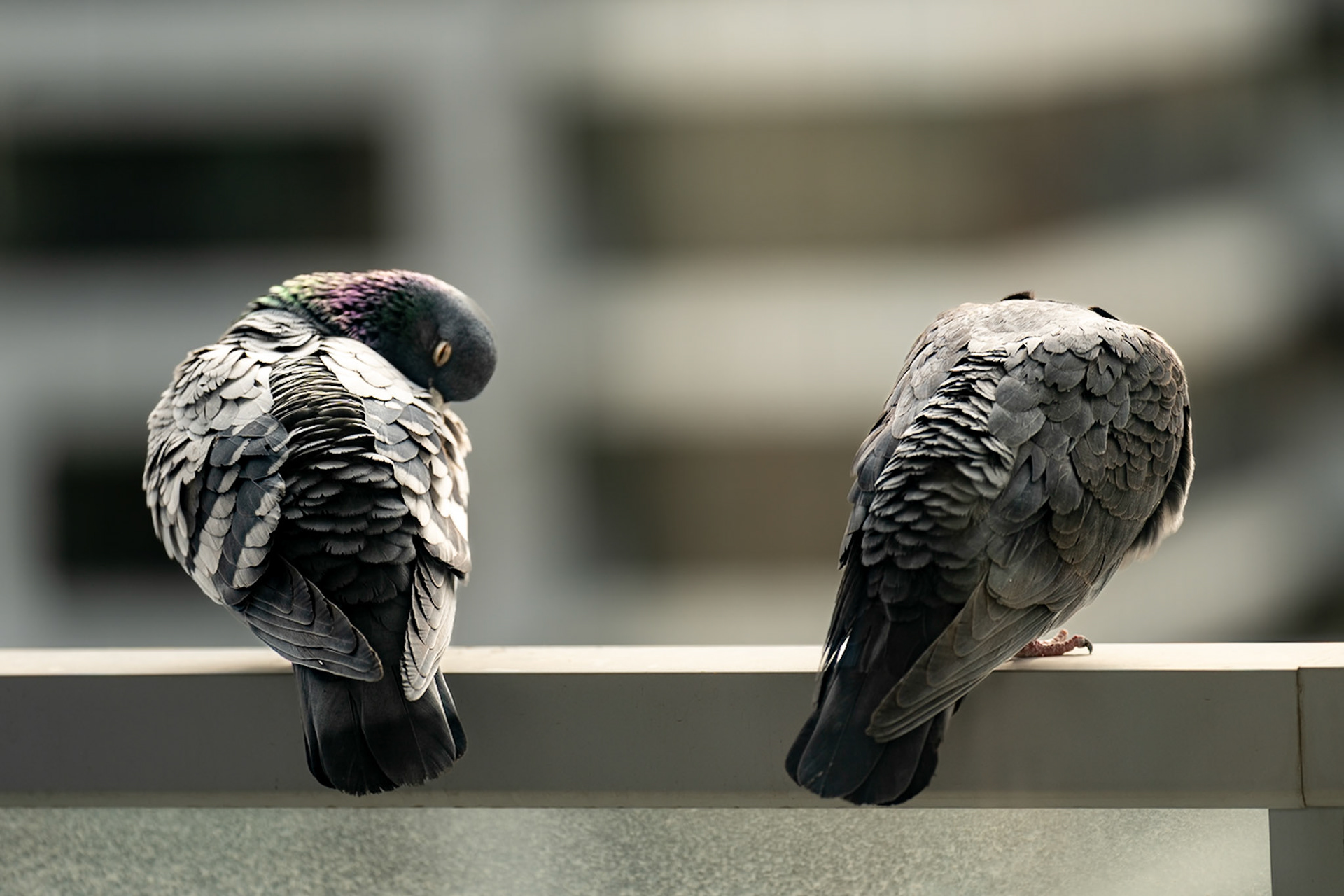 des pigeons