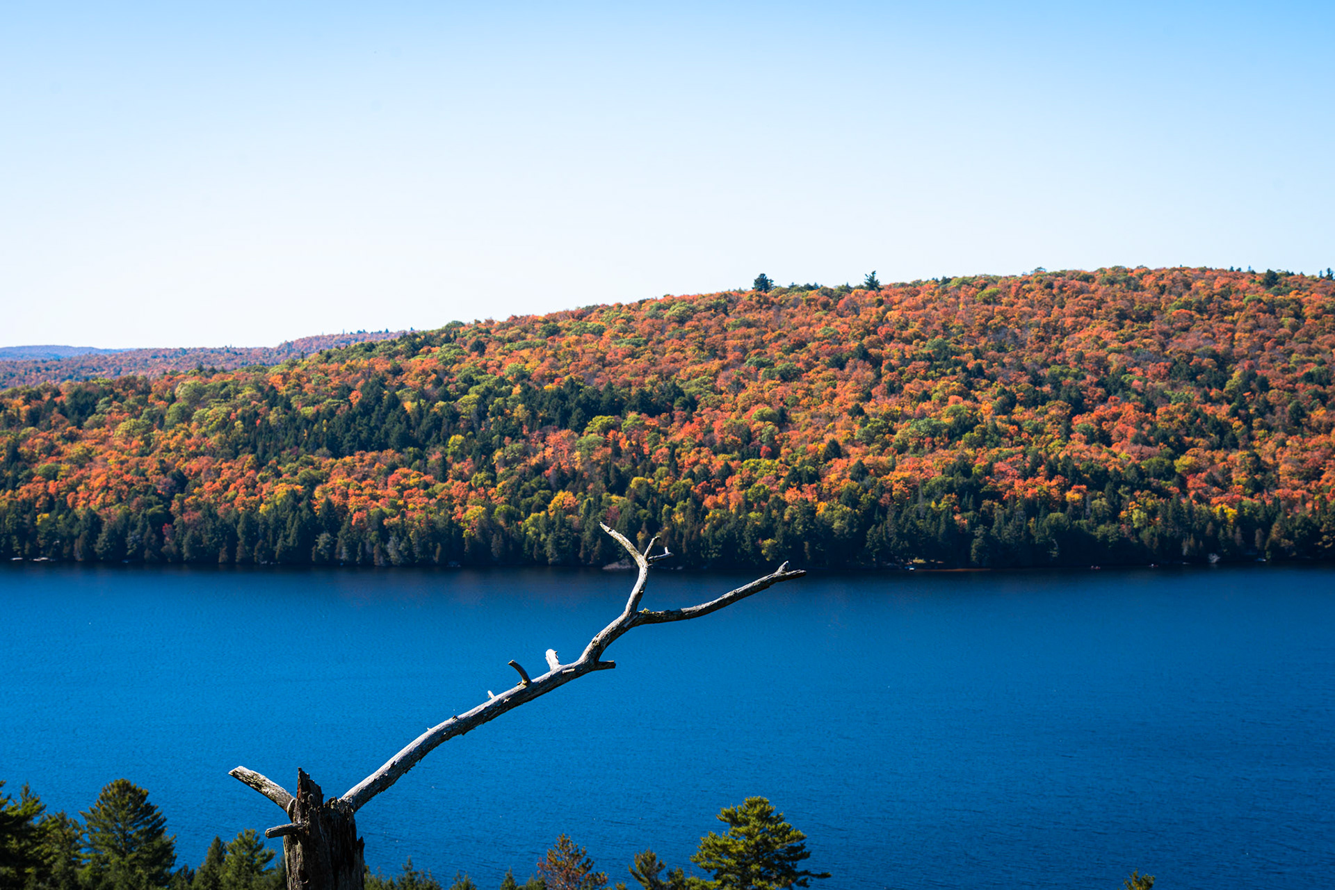 Algonquin Fall Colour