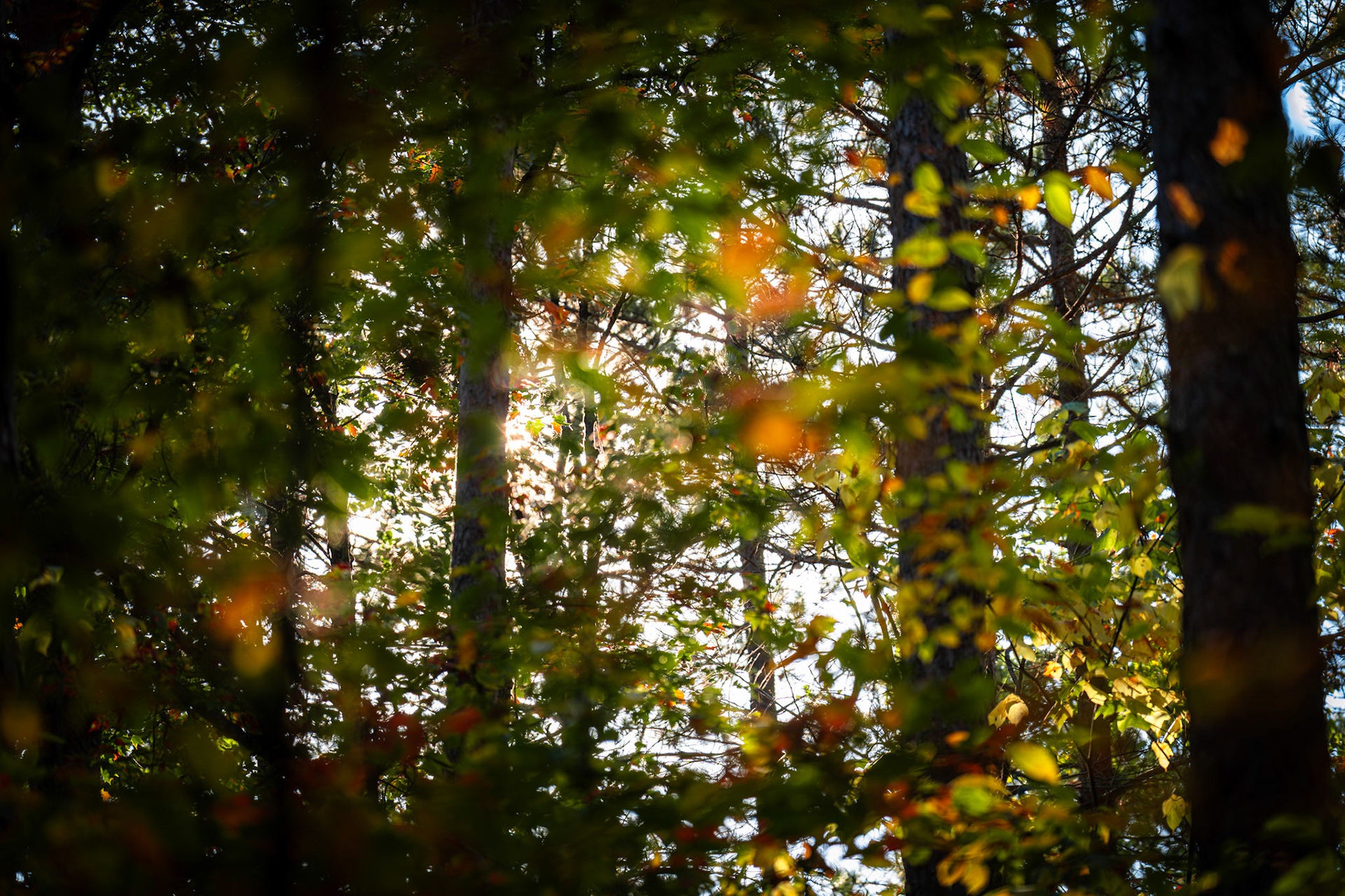 Algonquin Fall Colour
