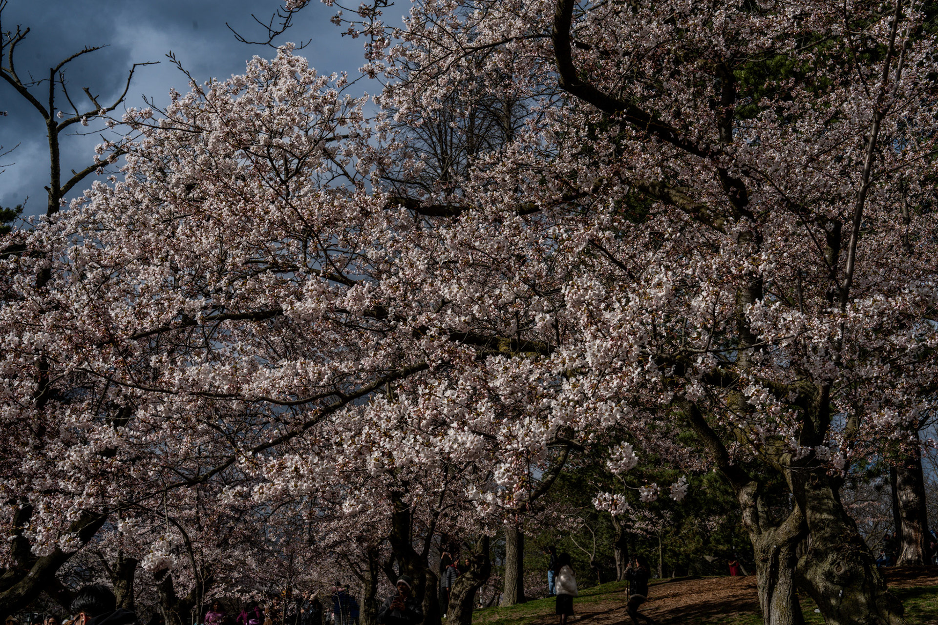 High Park