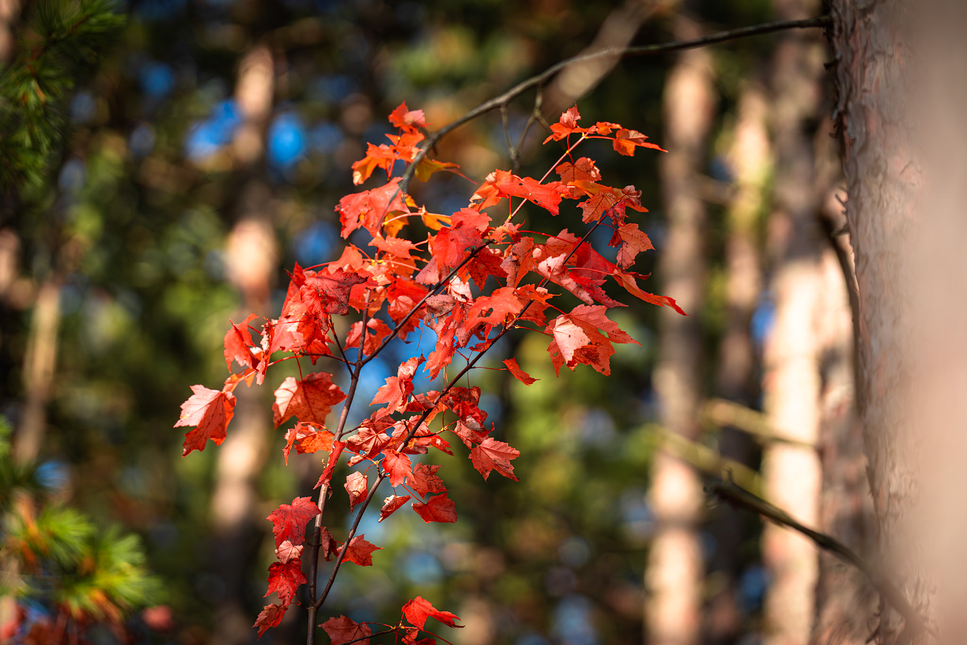 Algonquin Fall Colour