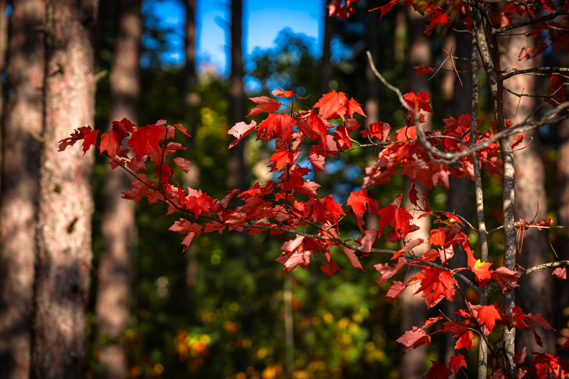 Algonquin Fall Colour