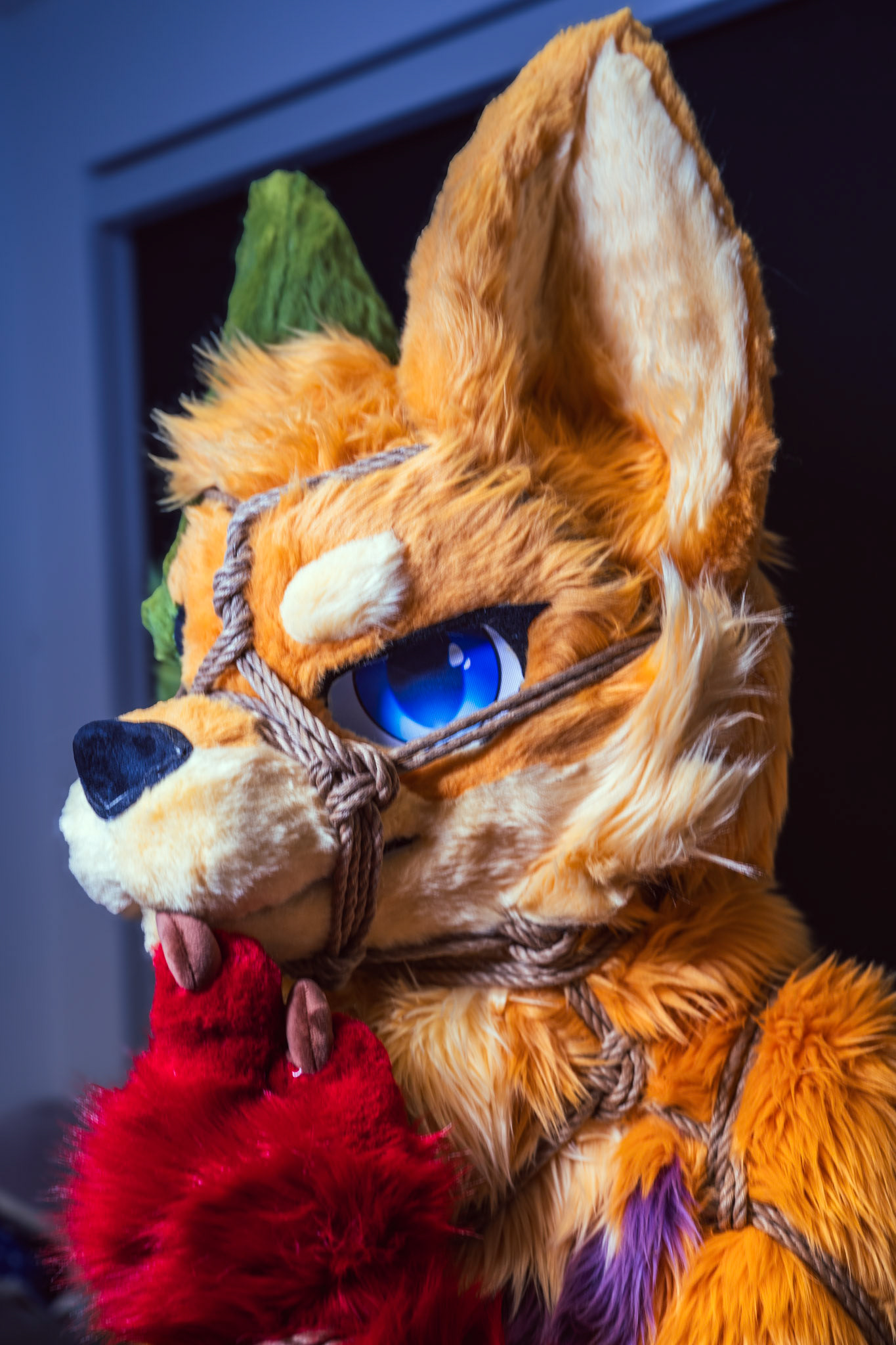 Shibari Inu