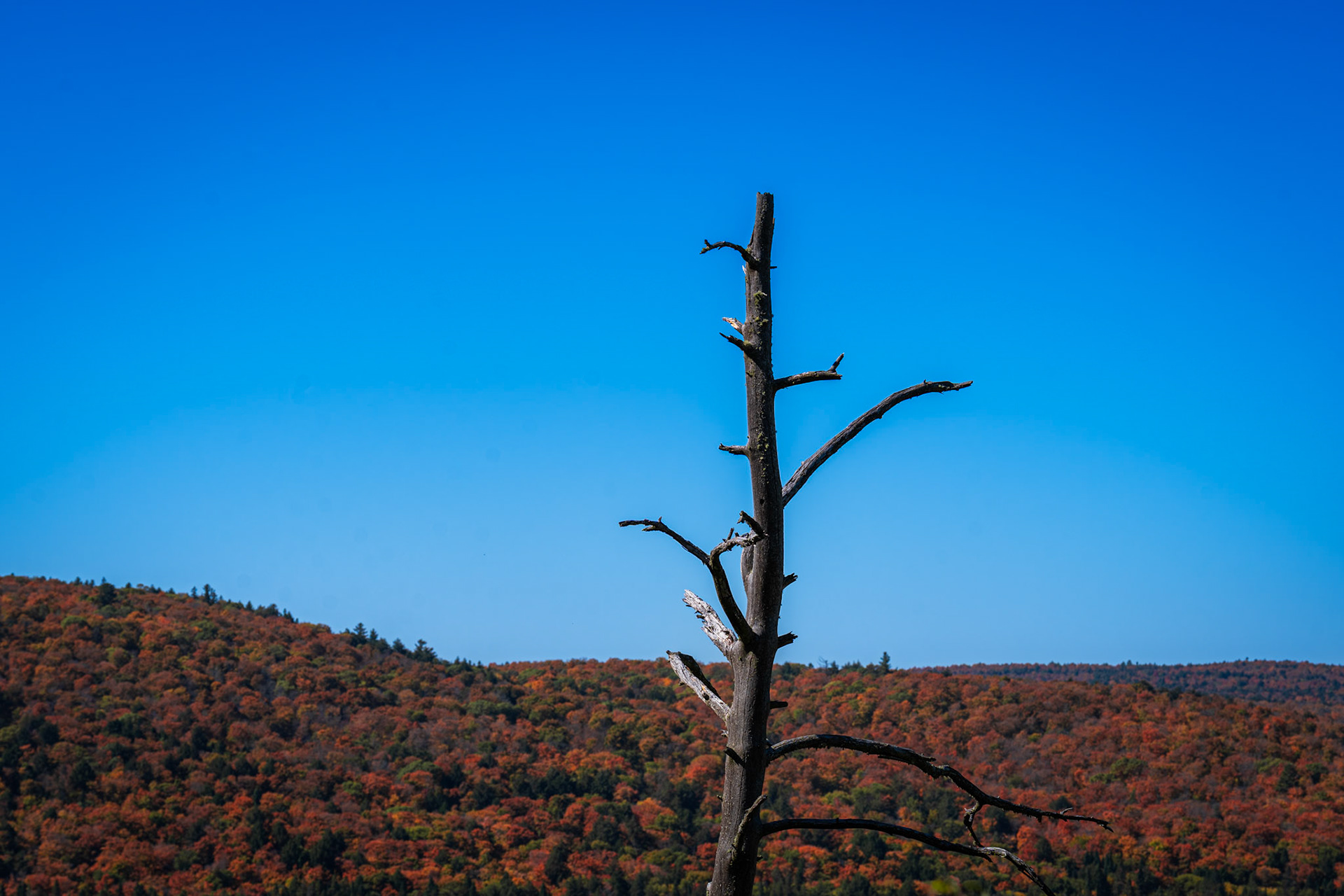 Algonquin Fall Colour
