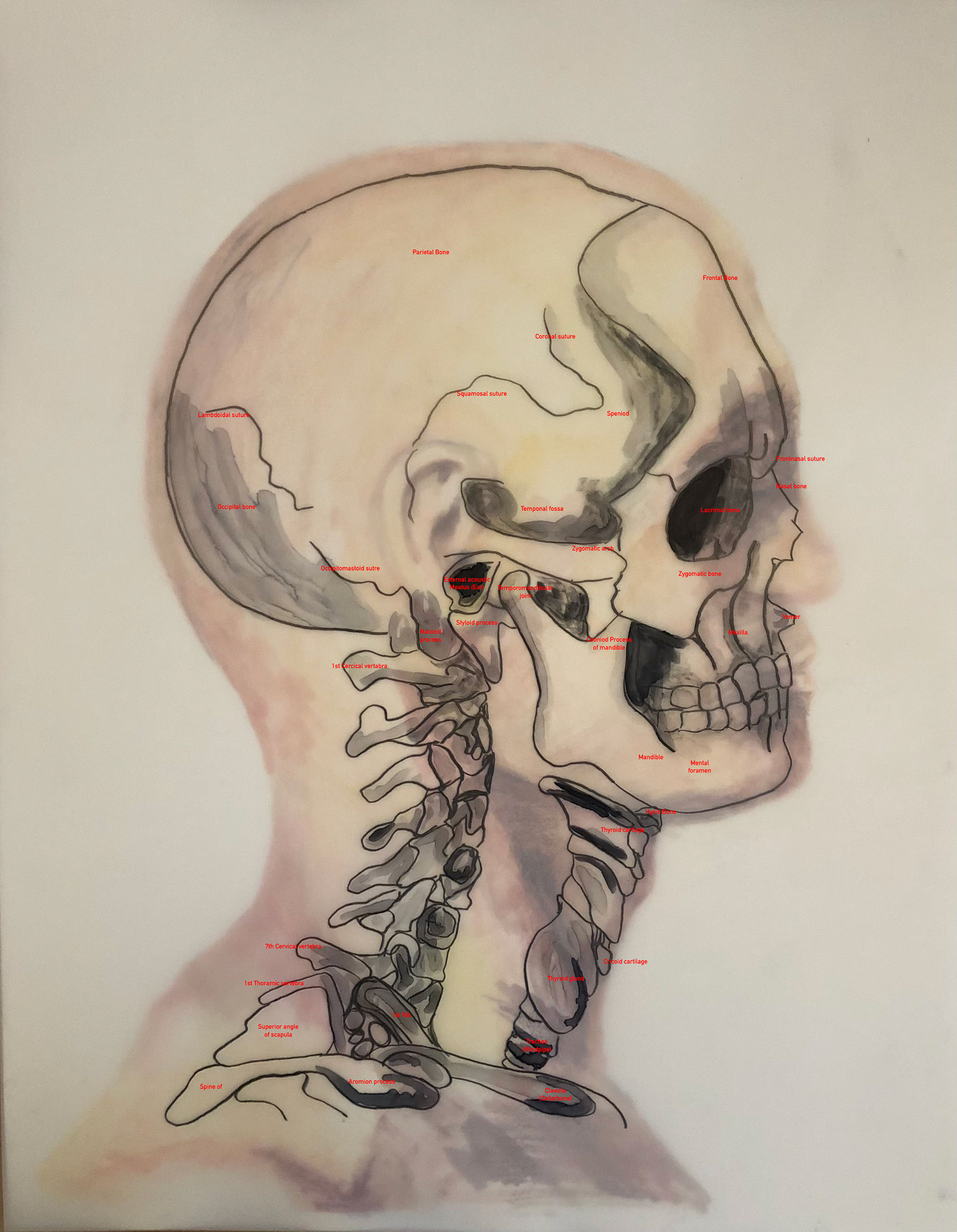 all images 18'X24'