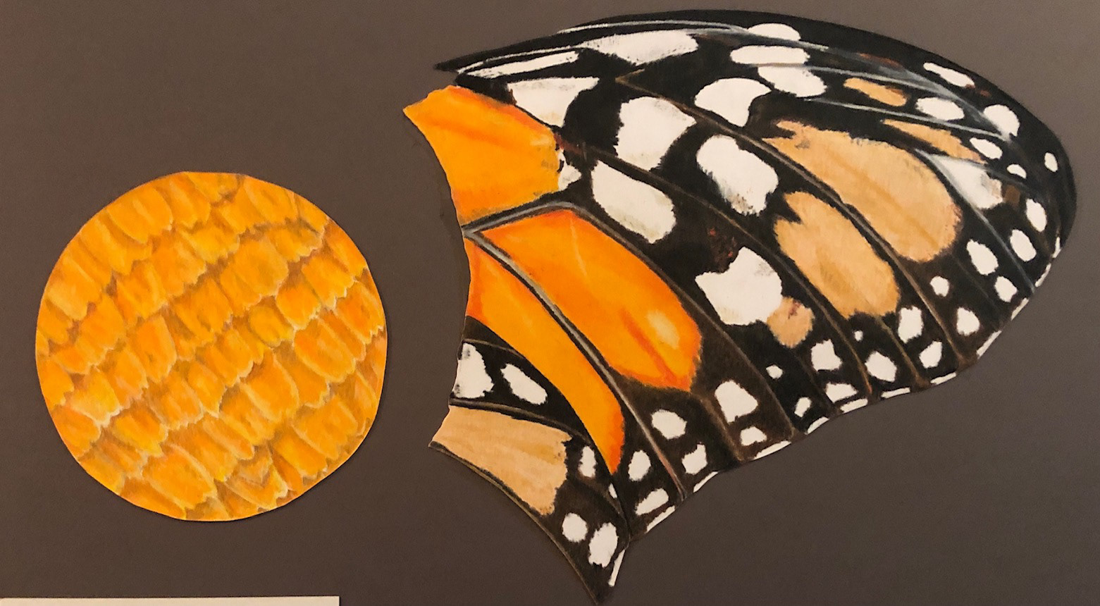 Scientific look at butterfly wing, on bristol paper, prsimacolor mounted on black matting.