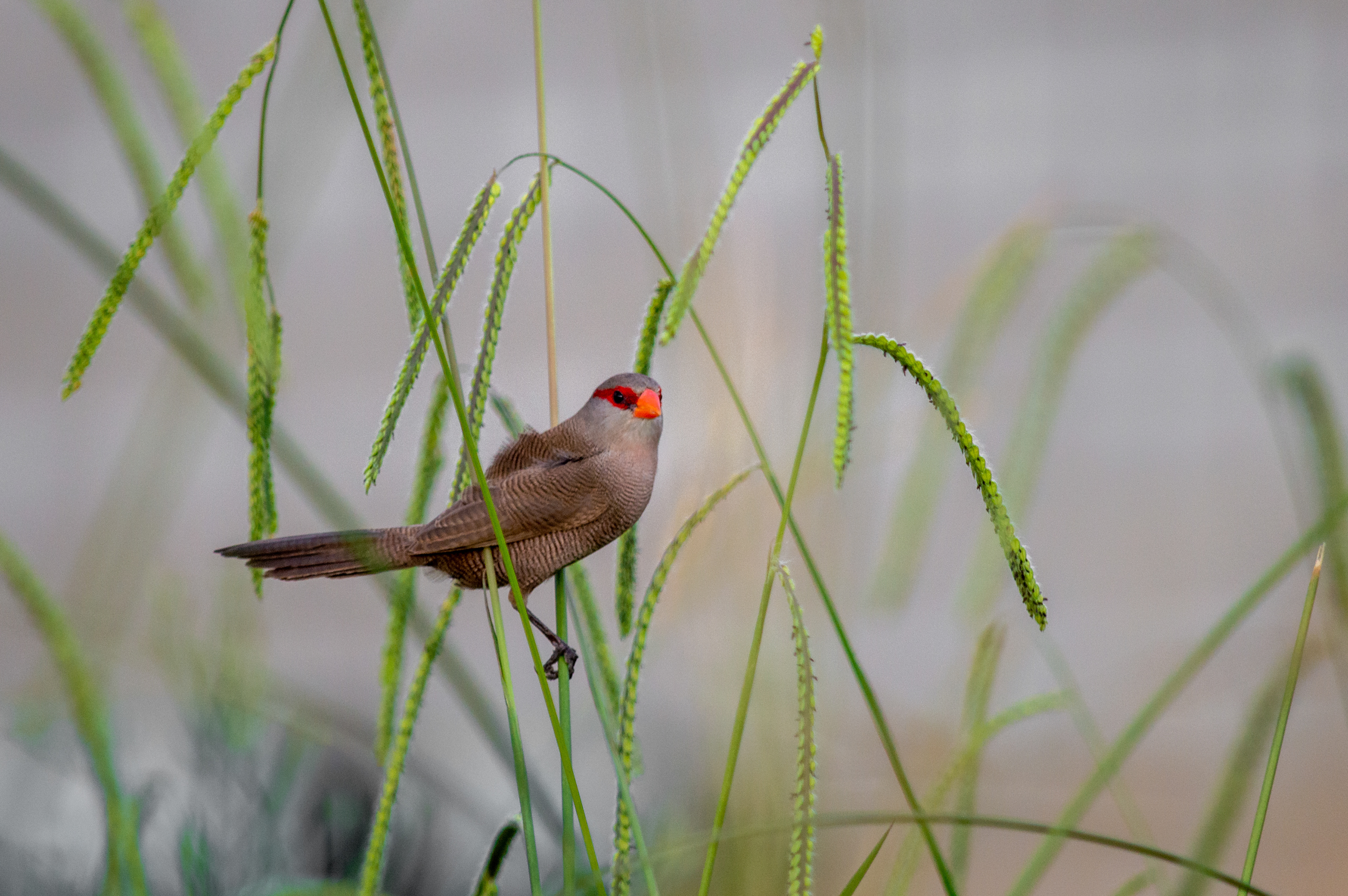 Common Waxbill