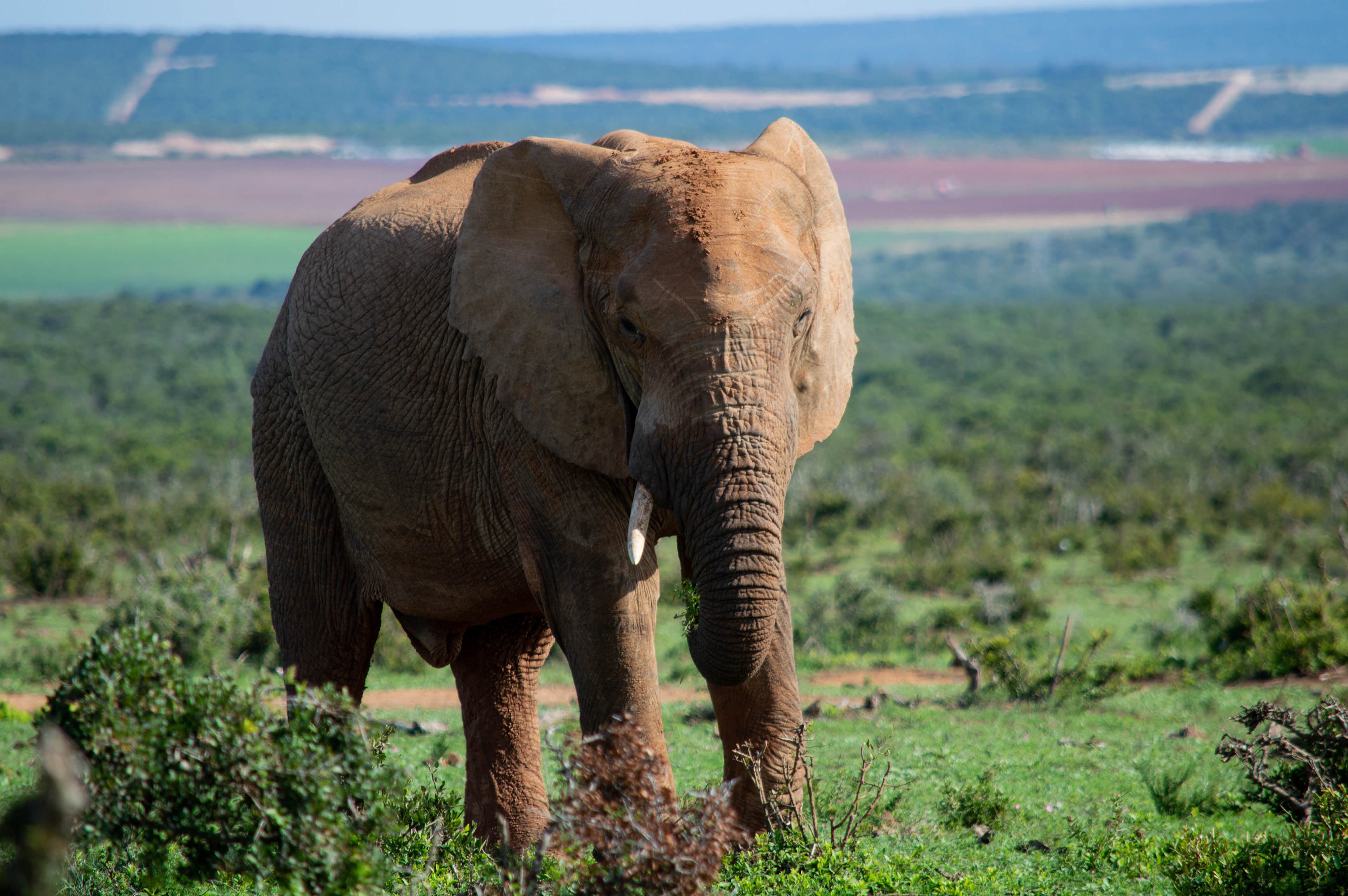 Elephant