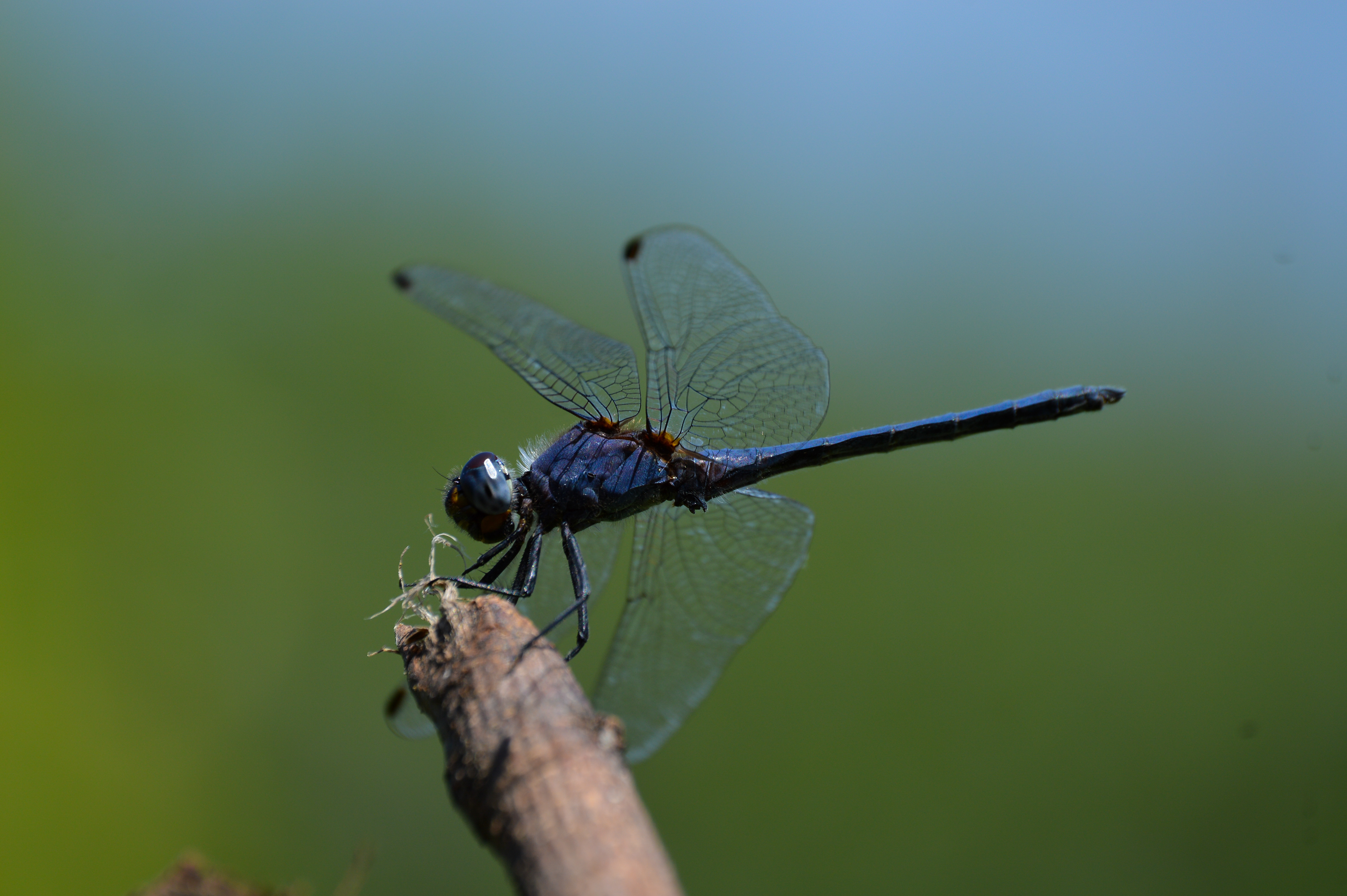 Blue Dragonfly