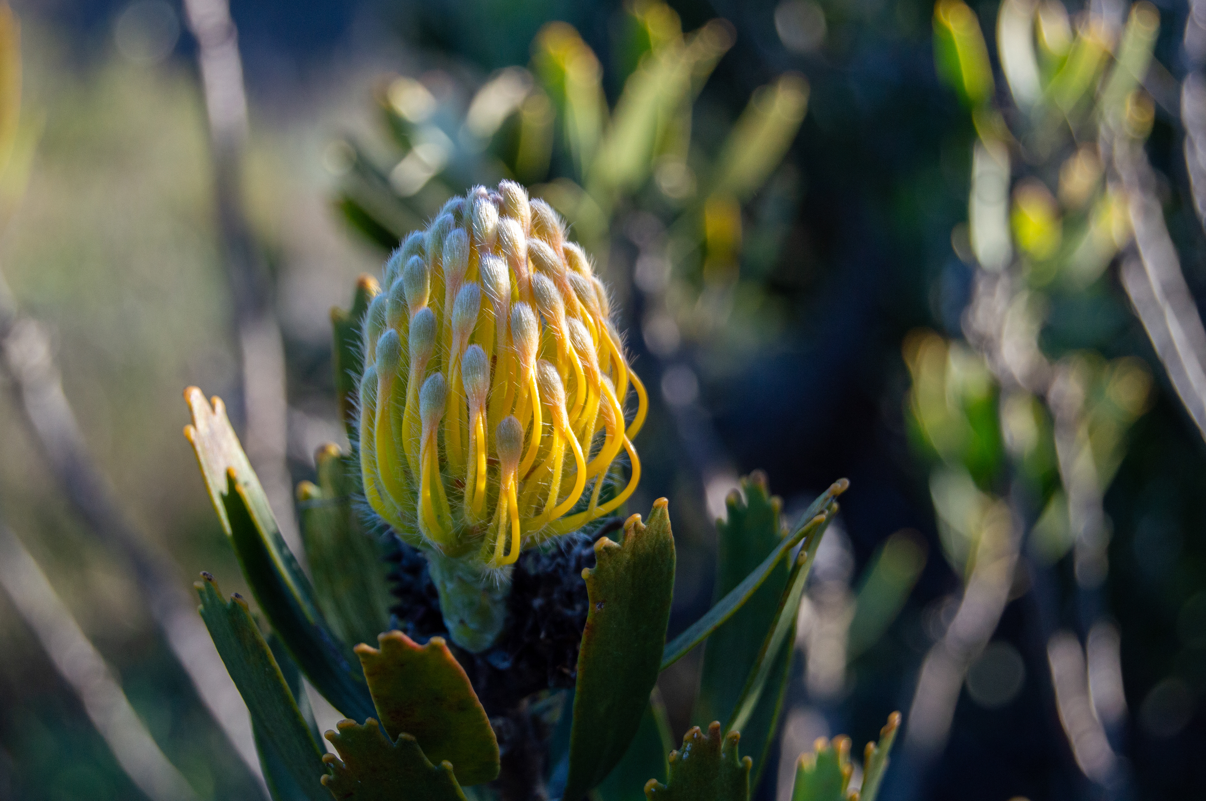 Mountain Protea