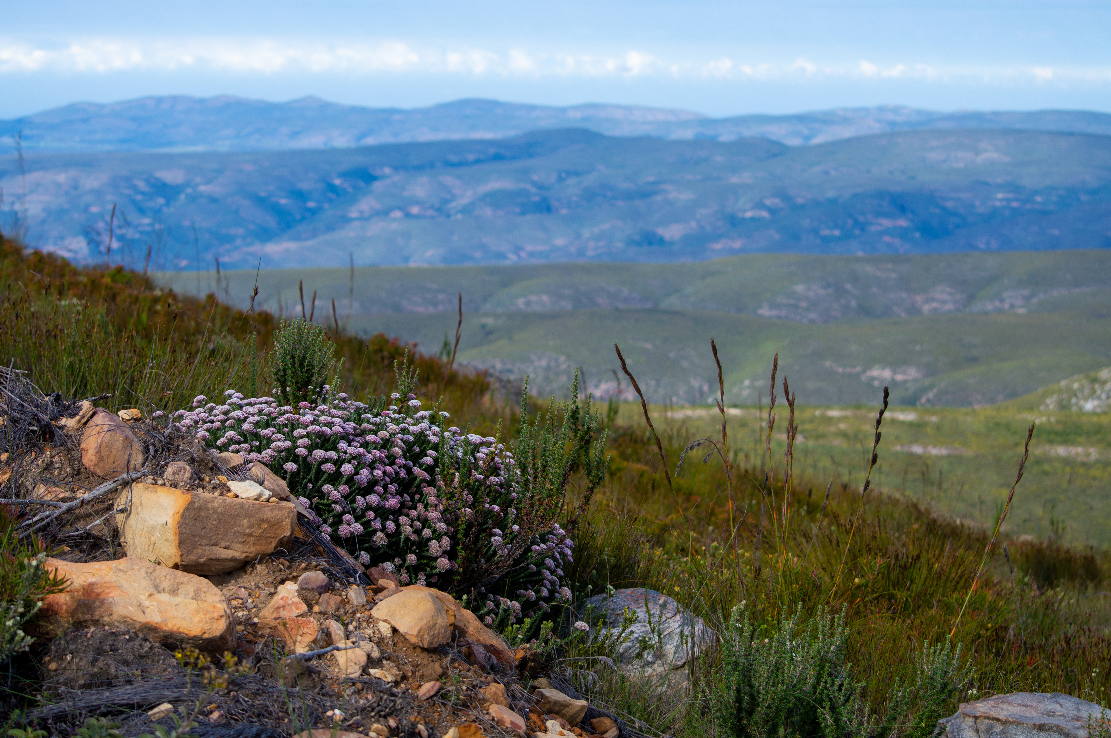 Pink Mountain Flowers