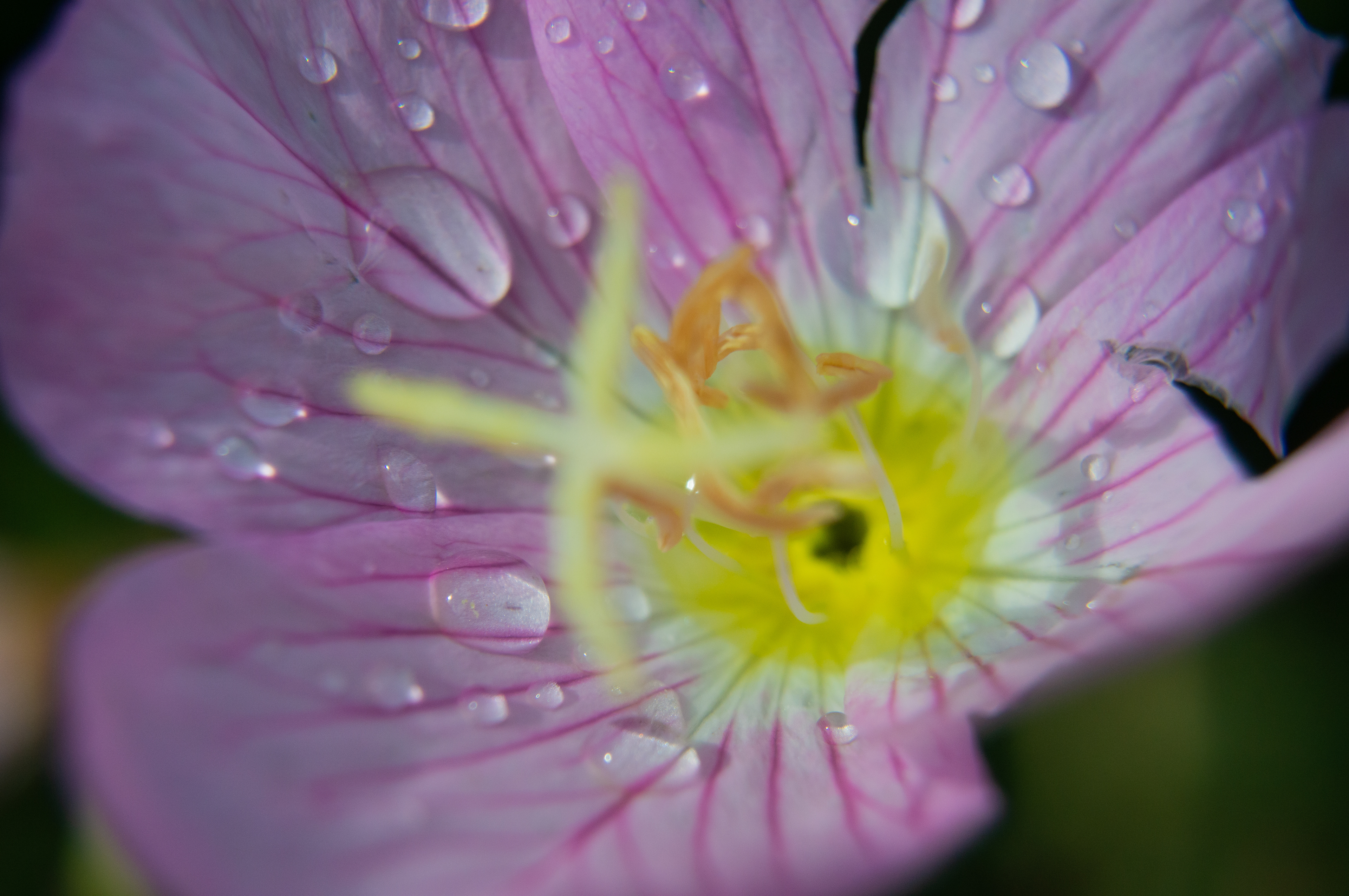 Pink Evening Primrose
