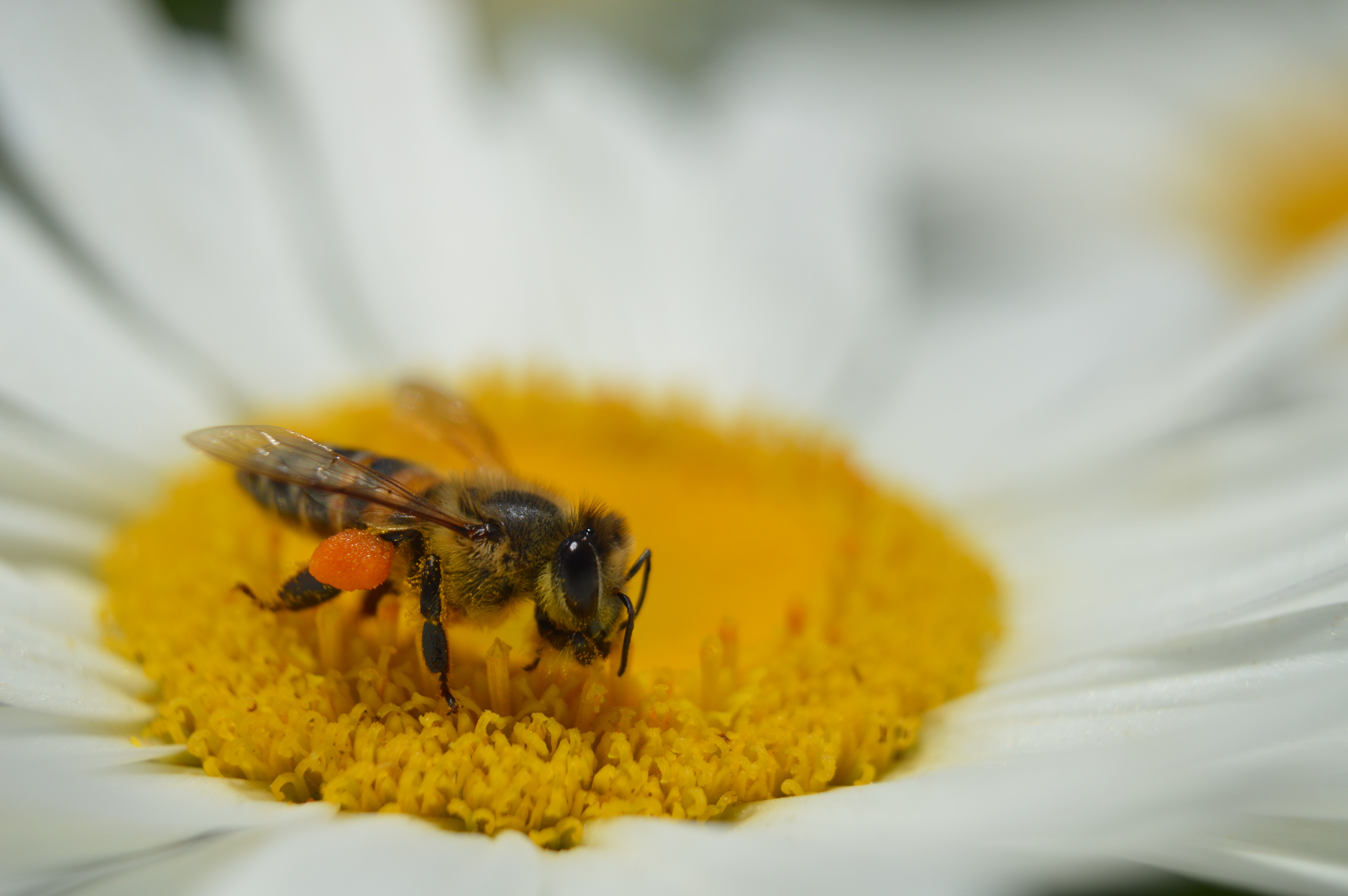 Bee Pollination