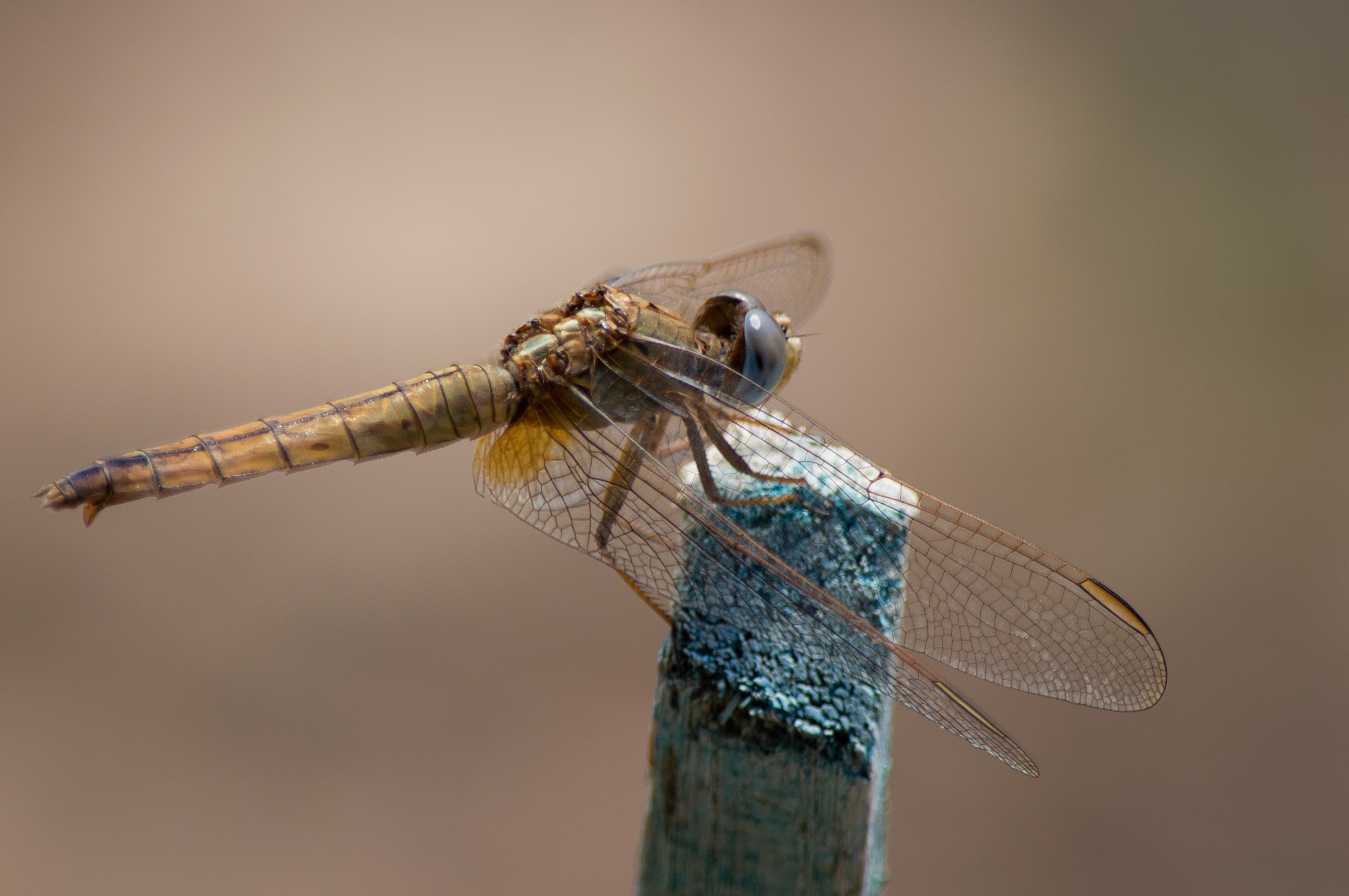 Resting Dragonfly