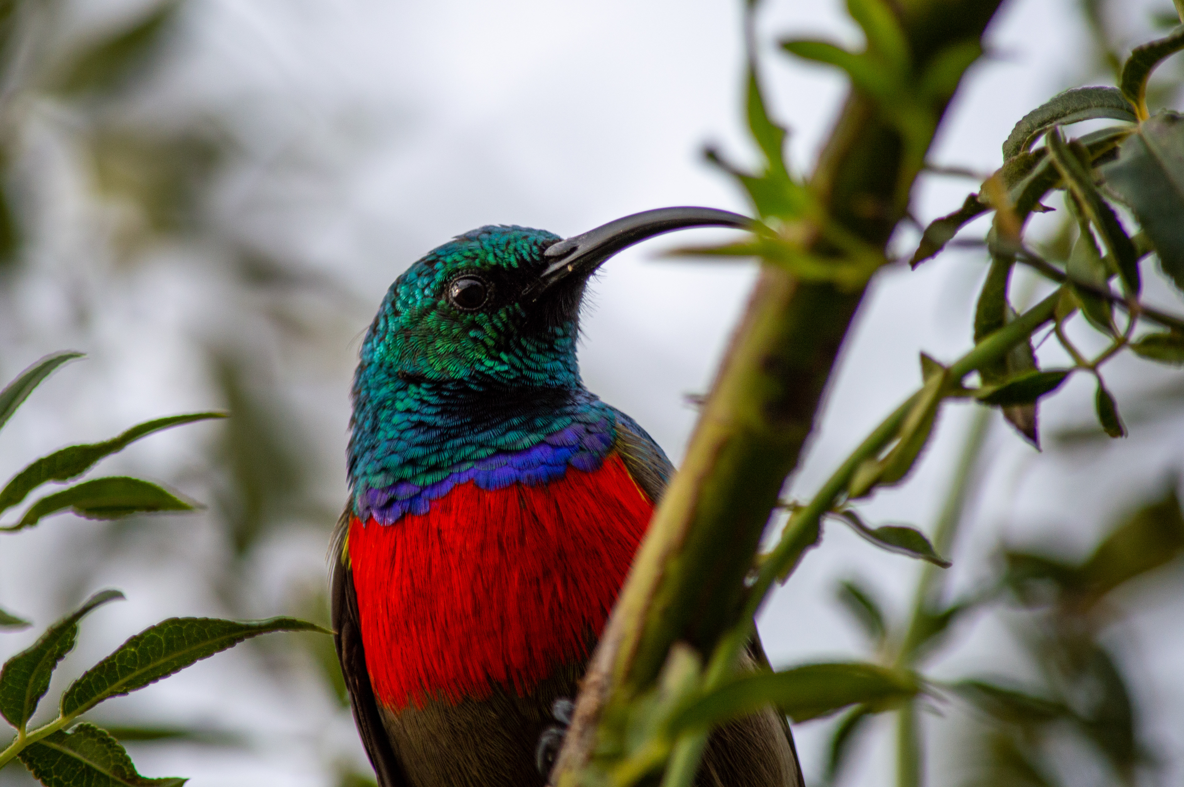 Sunbird