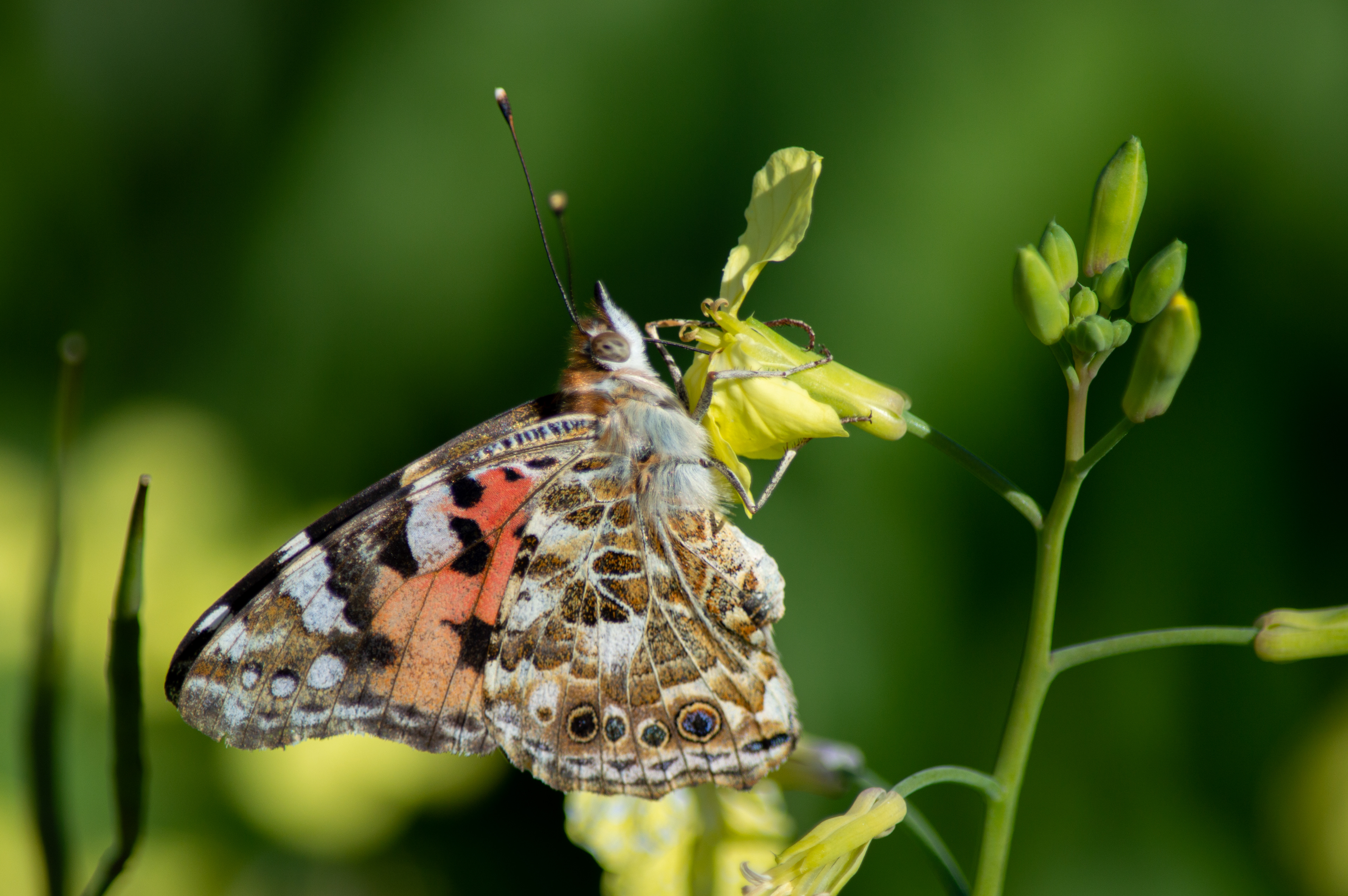 Painted Lady
