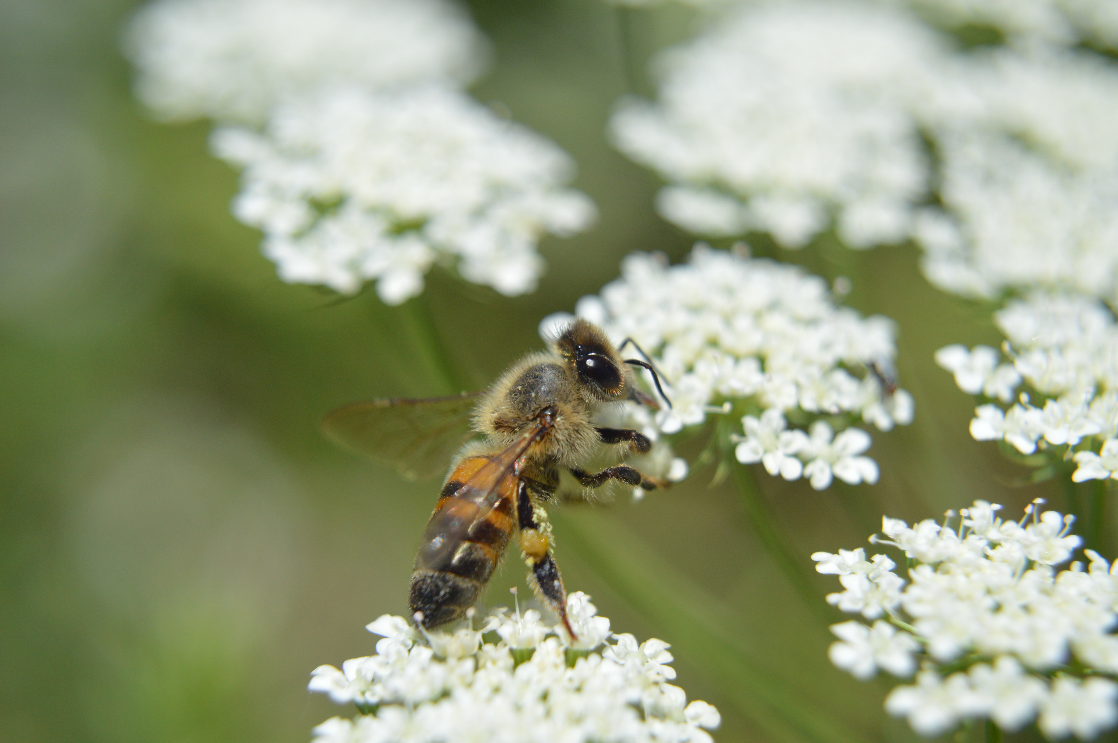 Busy Bee