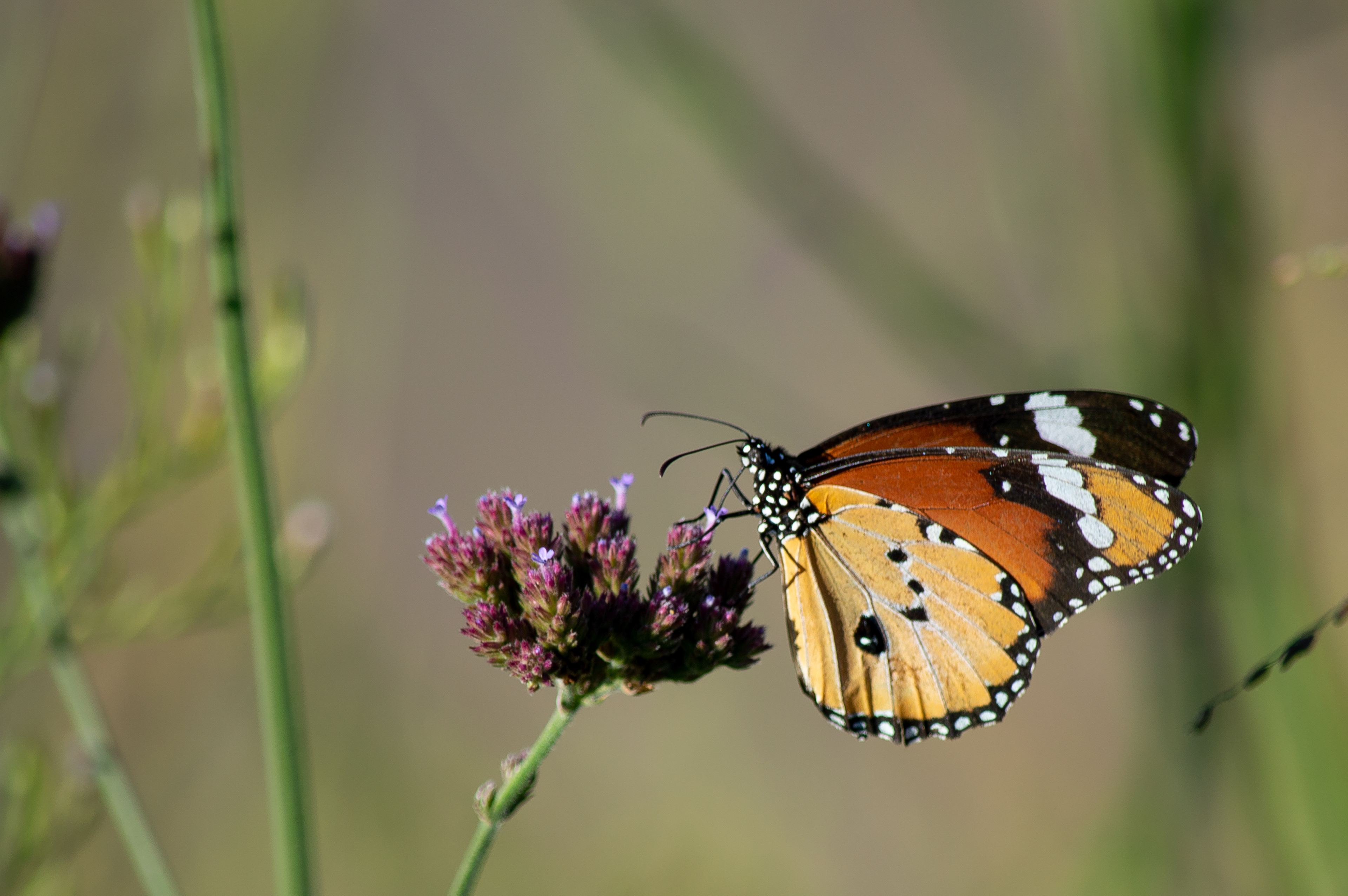 Danaus Chrysippus