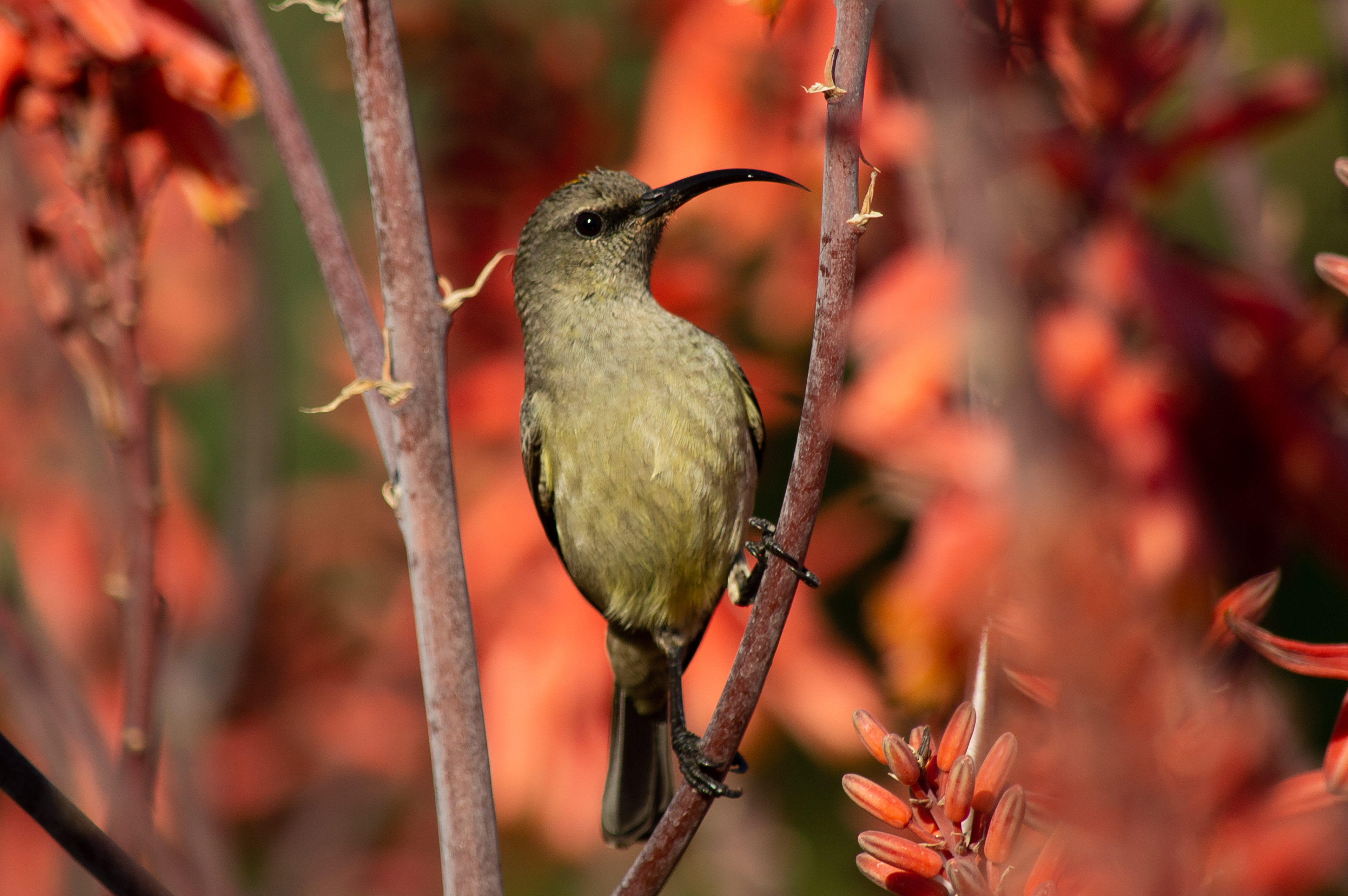 Female Sunbird