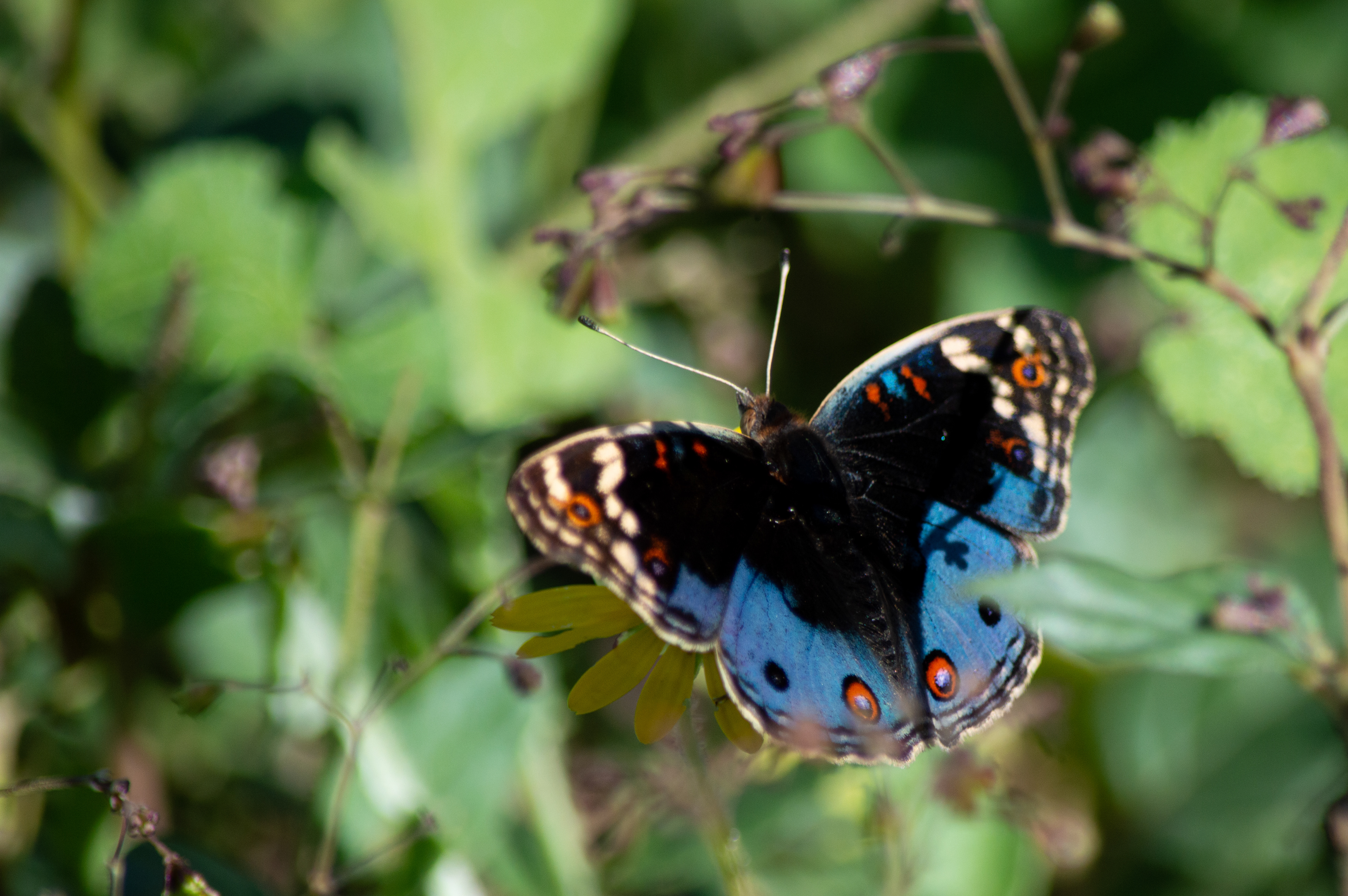 Blue Beauty
