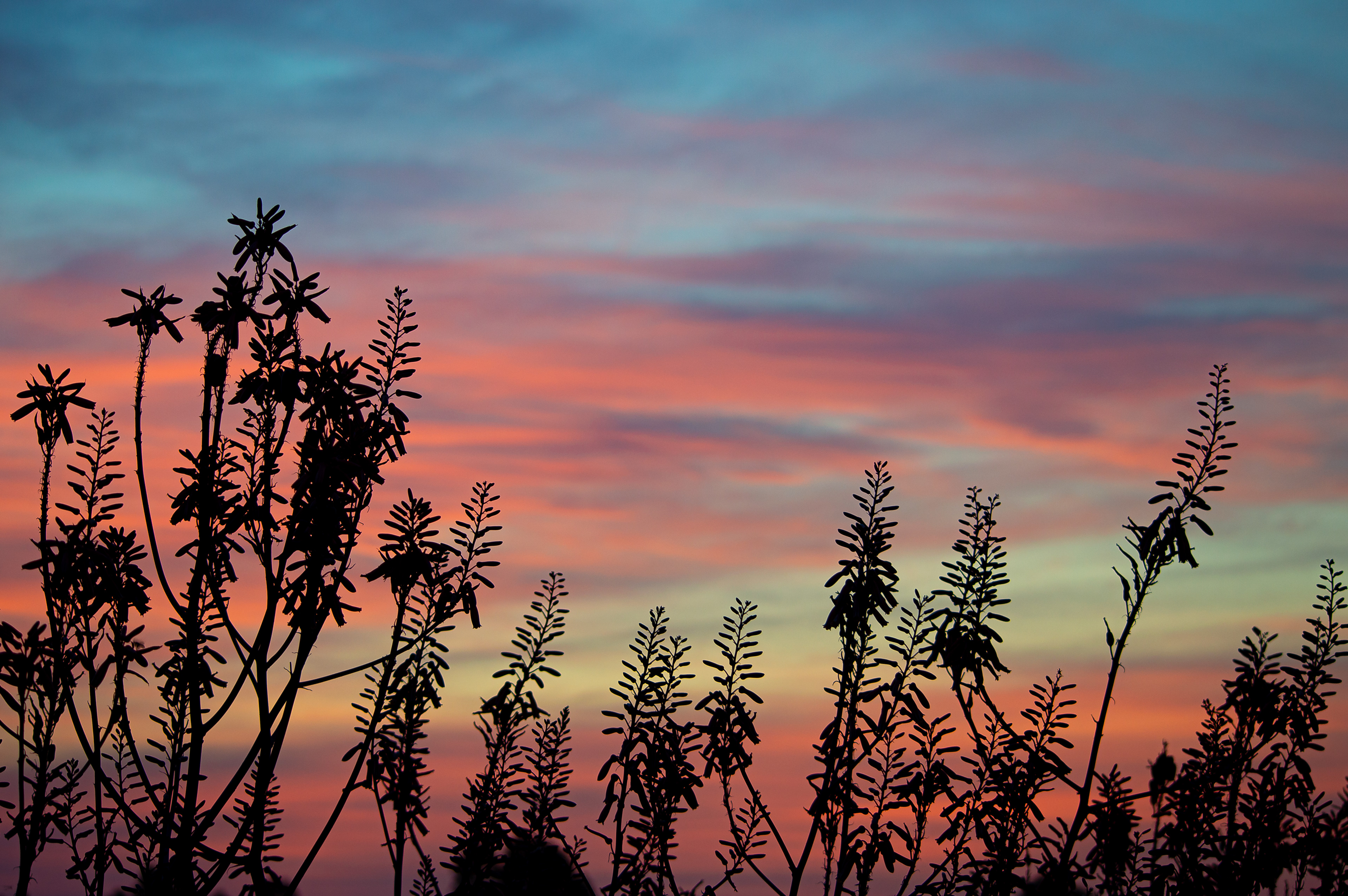 Sunset Flowers Silhouette