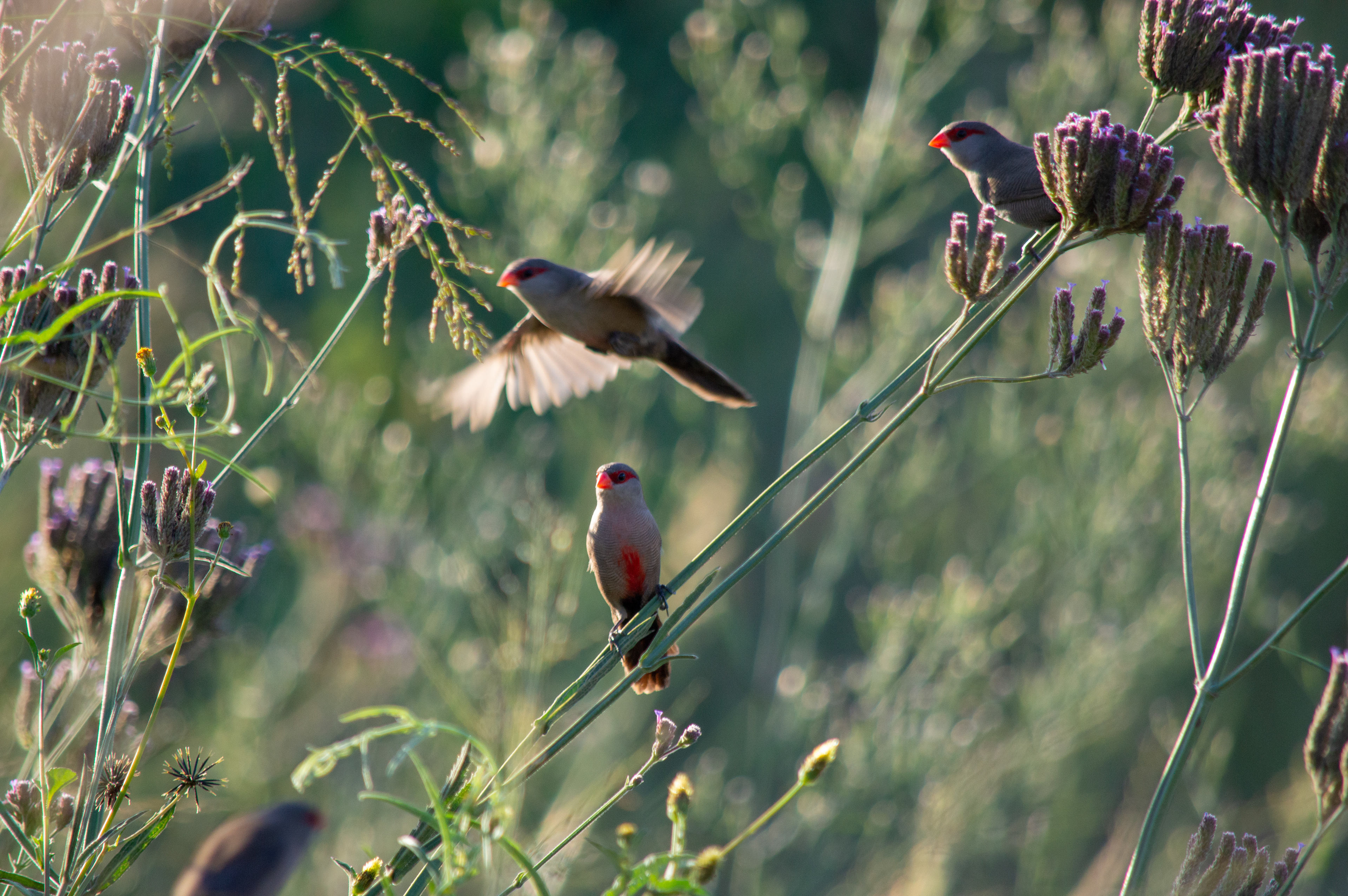 Sunset Birds