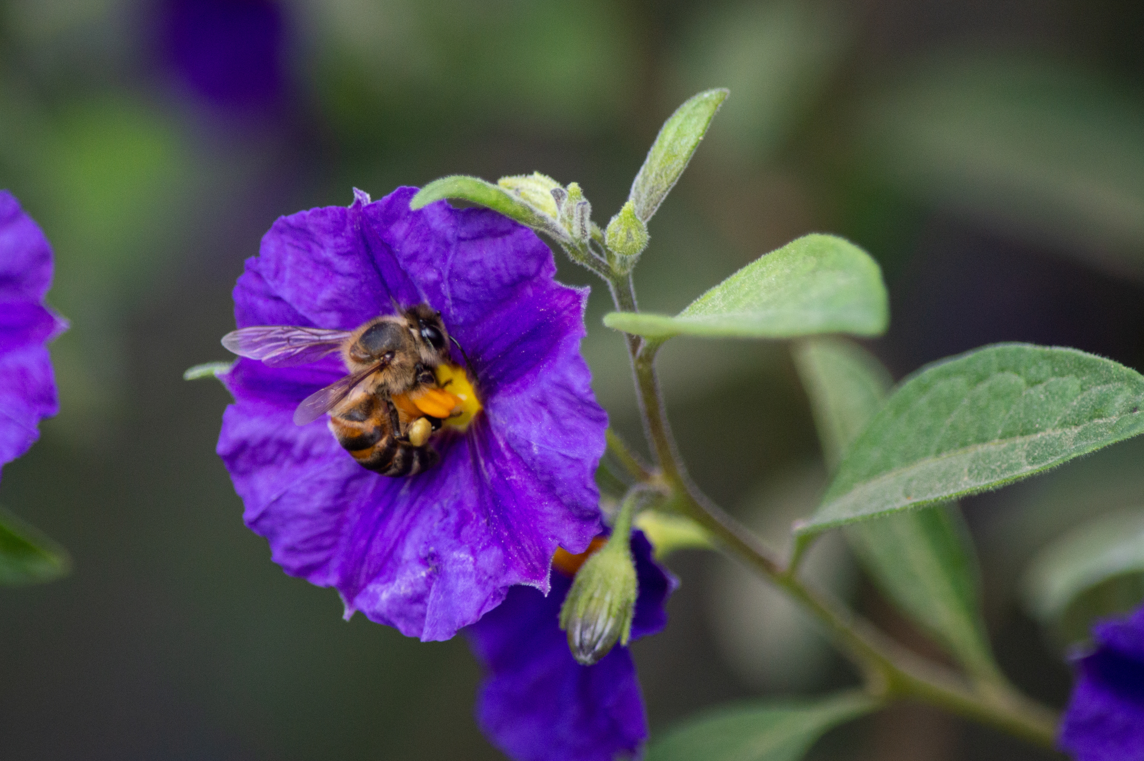 Working Bee