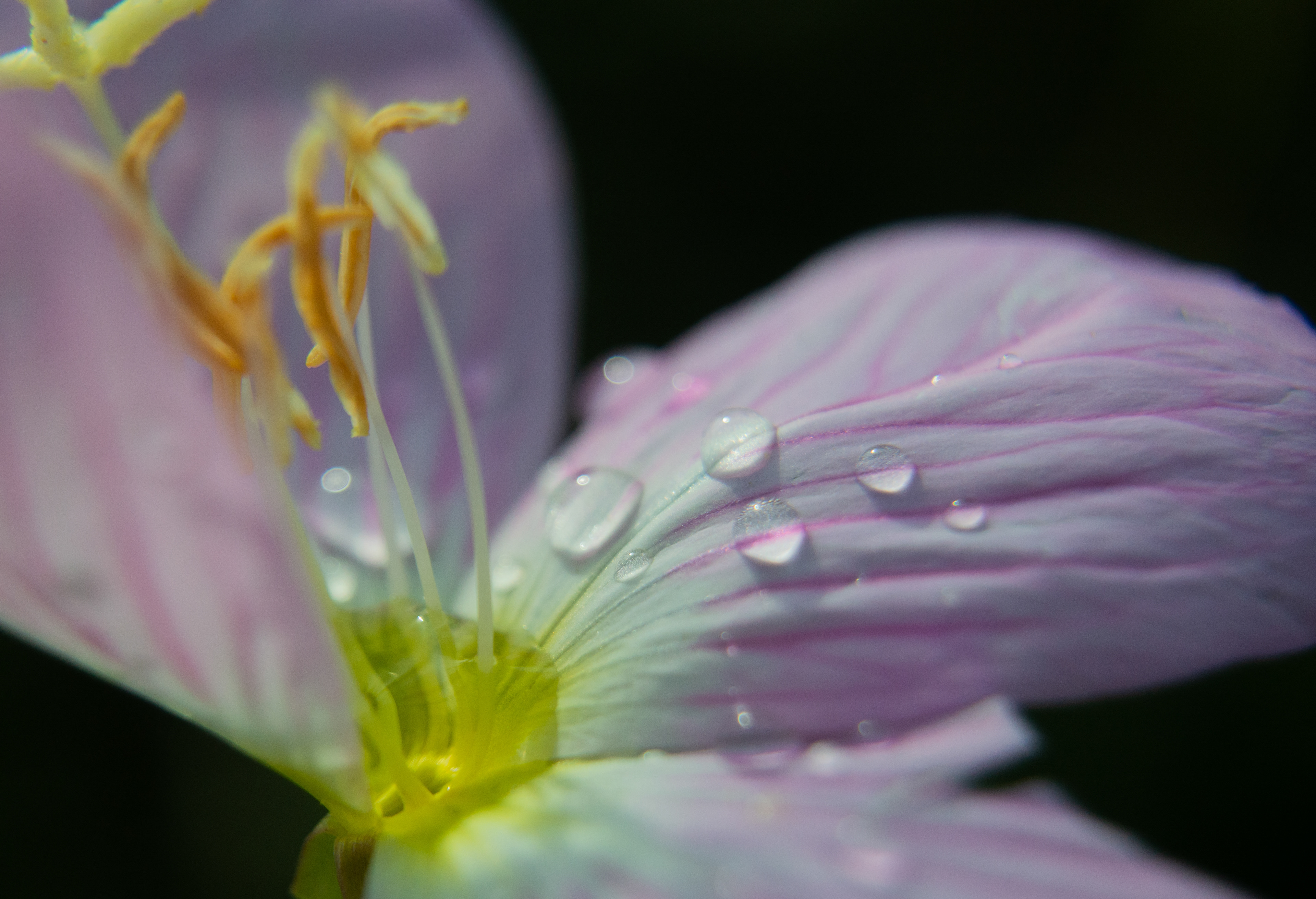 Morning Dew