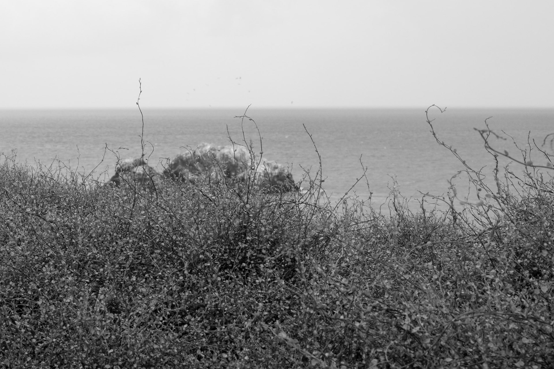 Seal Rock