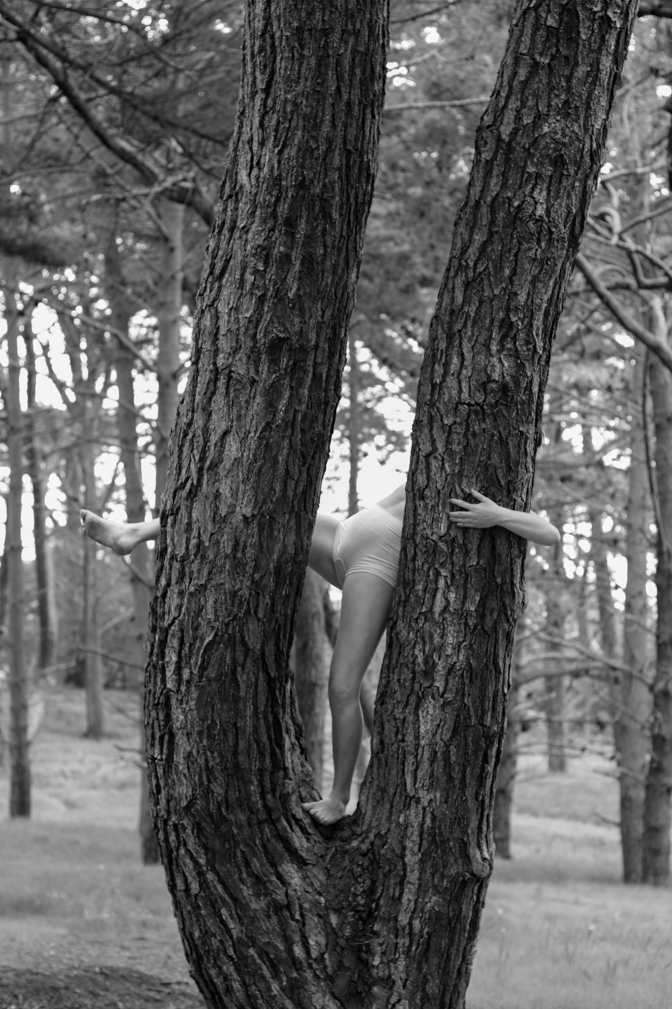 Tree Speak 2 (2020)