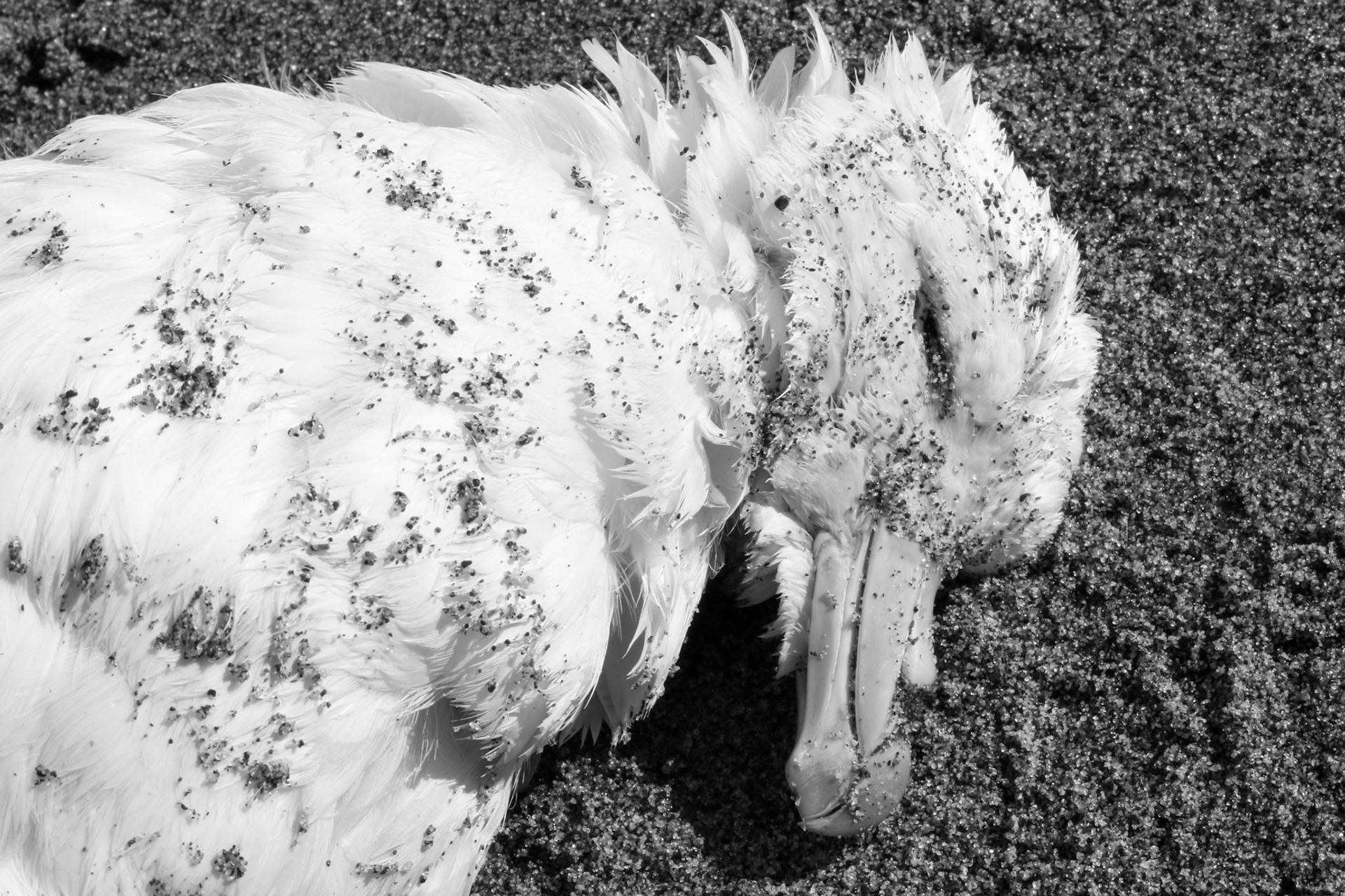 Dead Gull