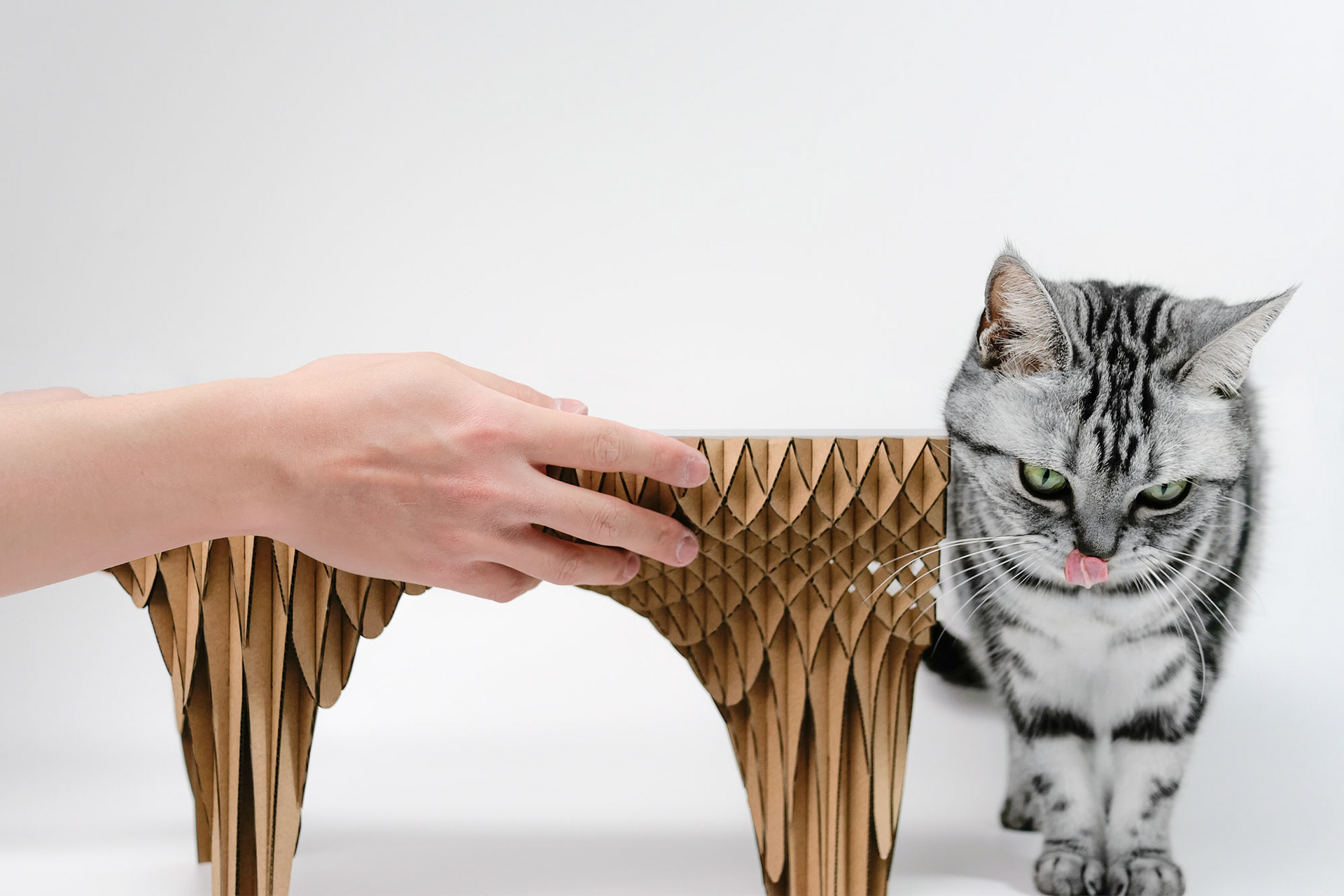 Our cat and the Cat Mountain Table.