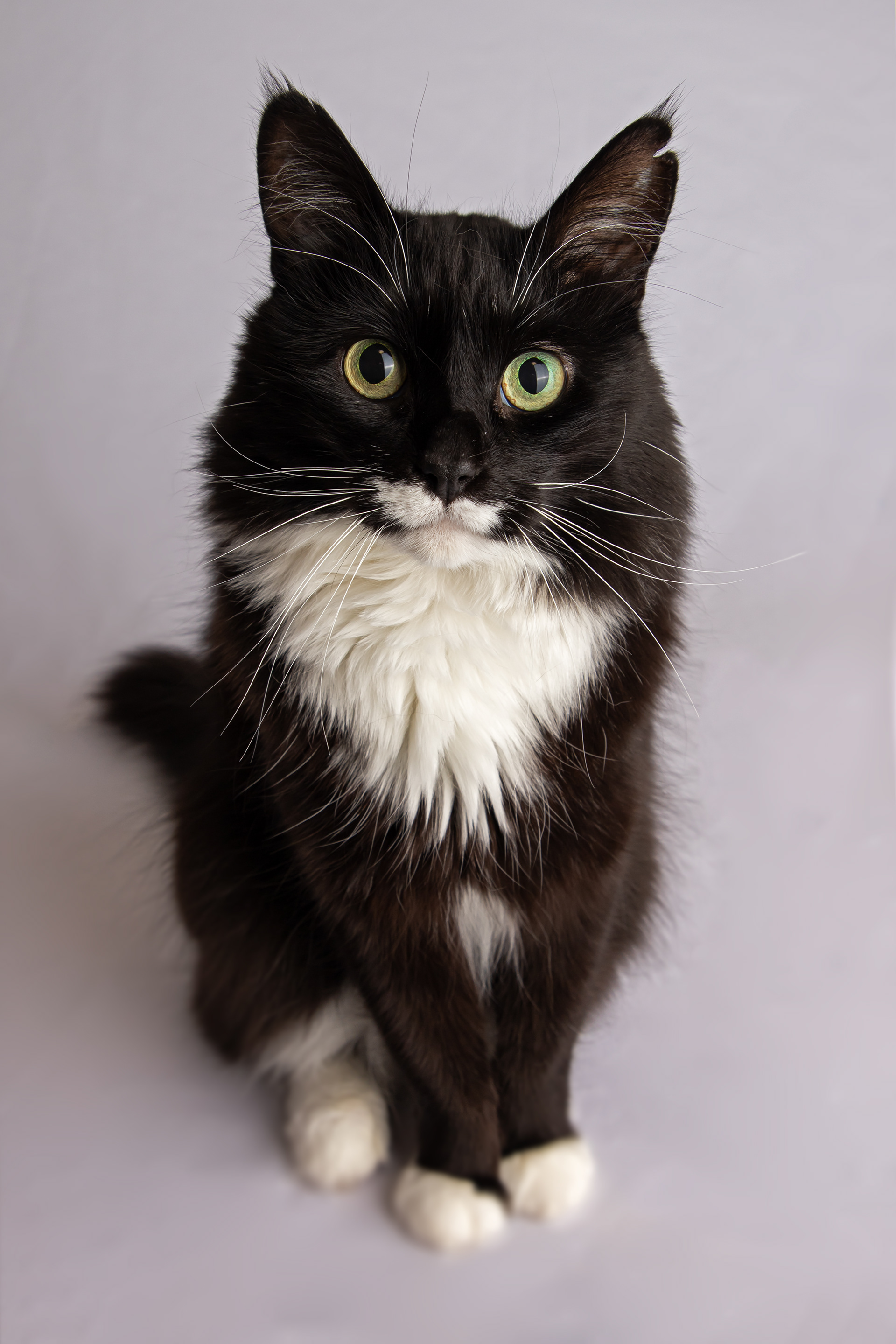 Vertical Pet Portrait