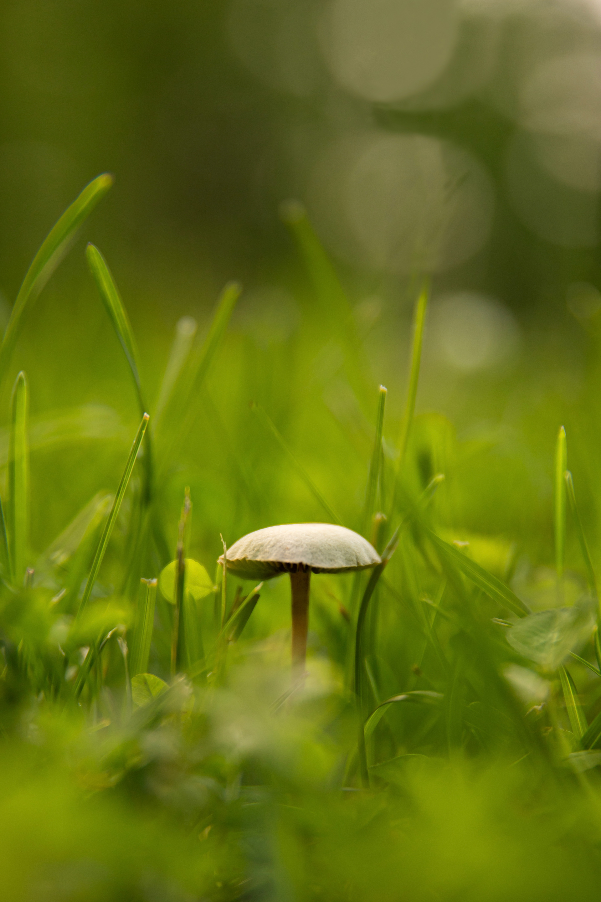 Natures Mushroom