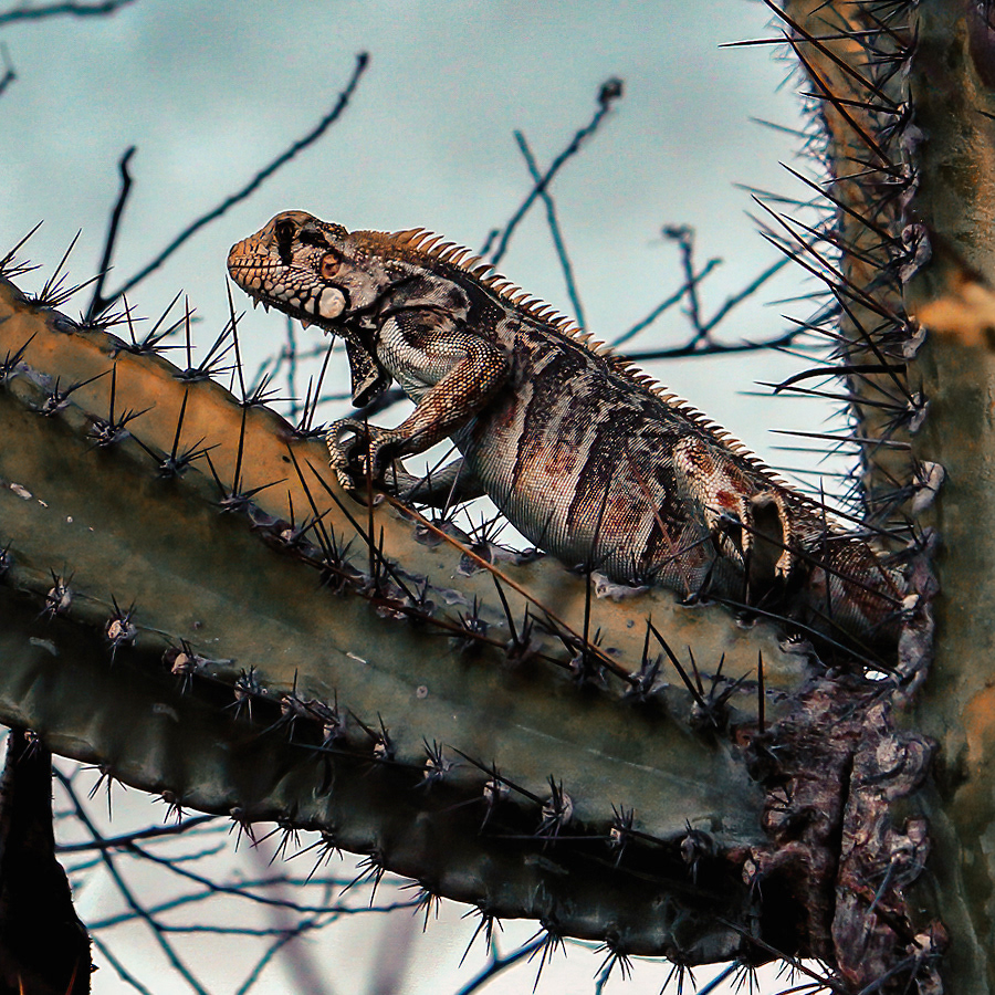 Iguana iguana