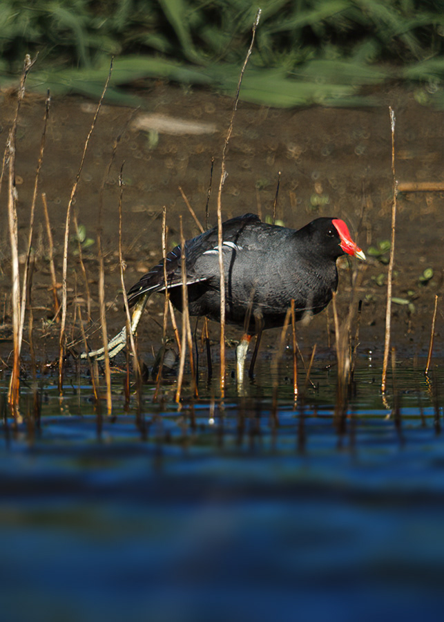Gallinula chloropus