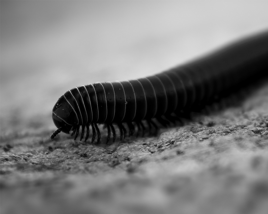 Piolho-de-cobra