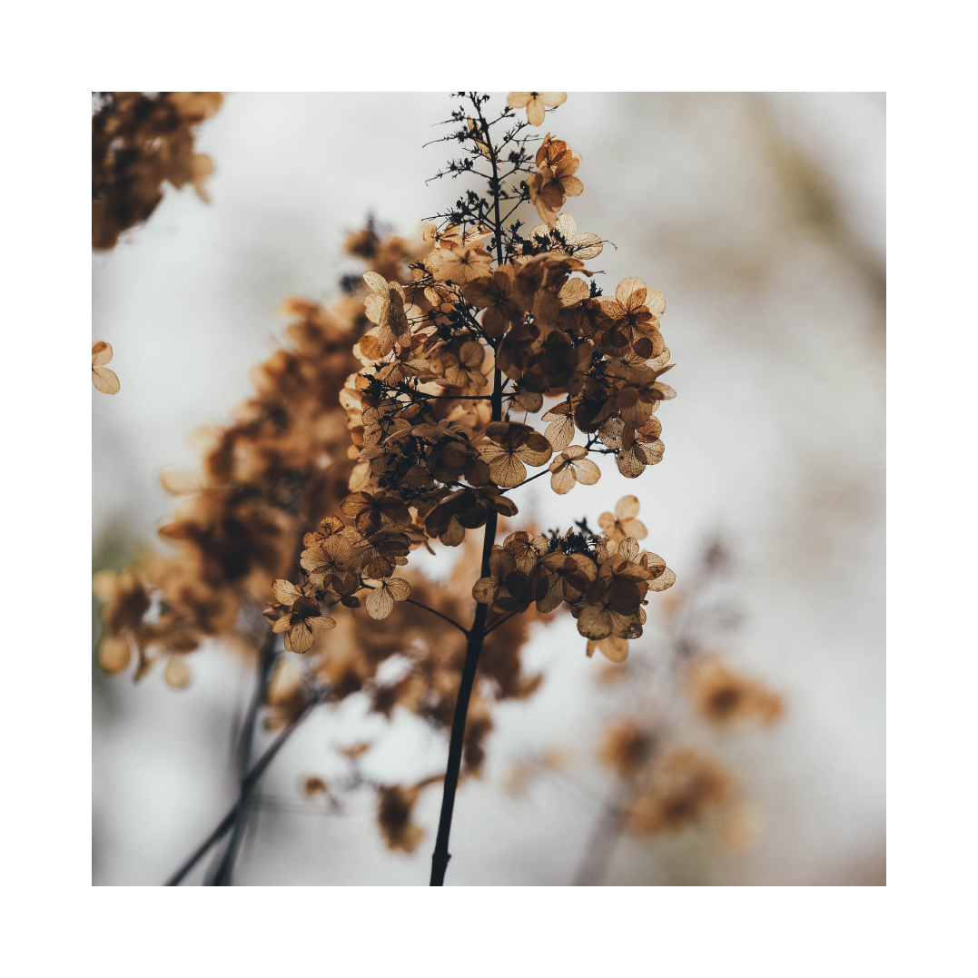 Flowers of all kinds