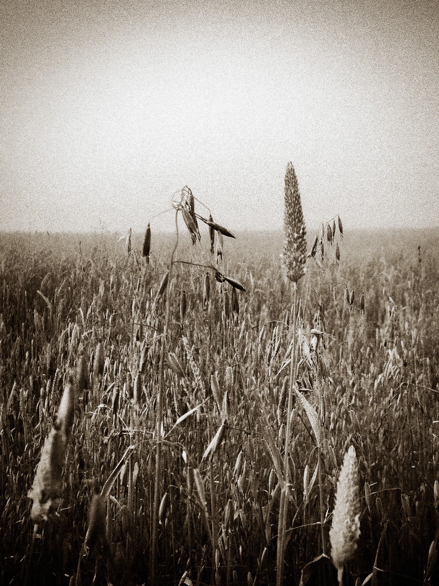 Sun Dancers | Ojai, California
