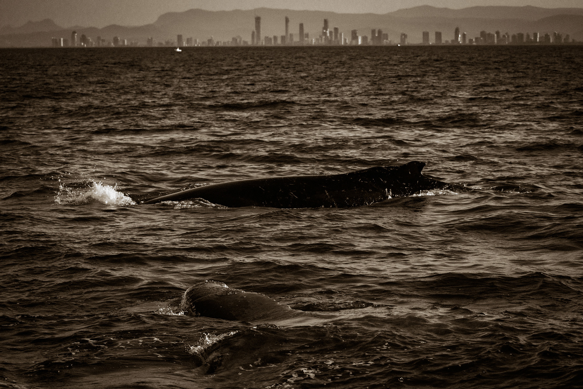City Dwellers | Gold Coast, Australia