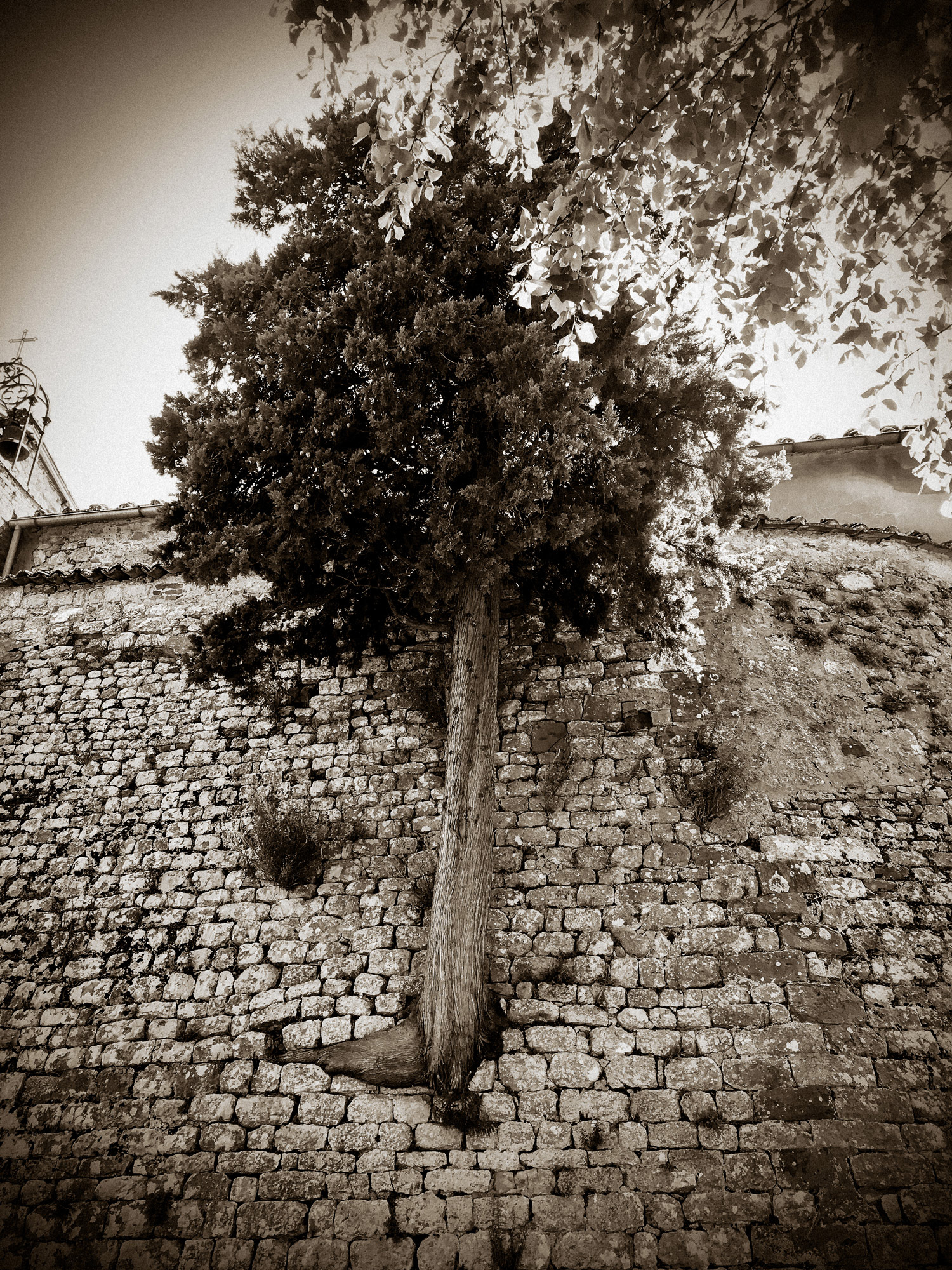 Resilience | Trequanda, Italy