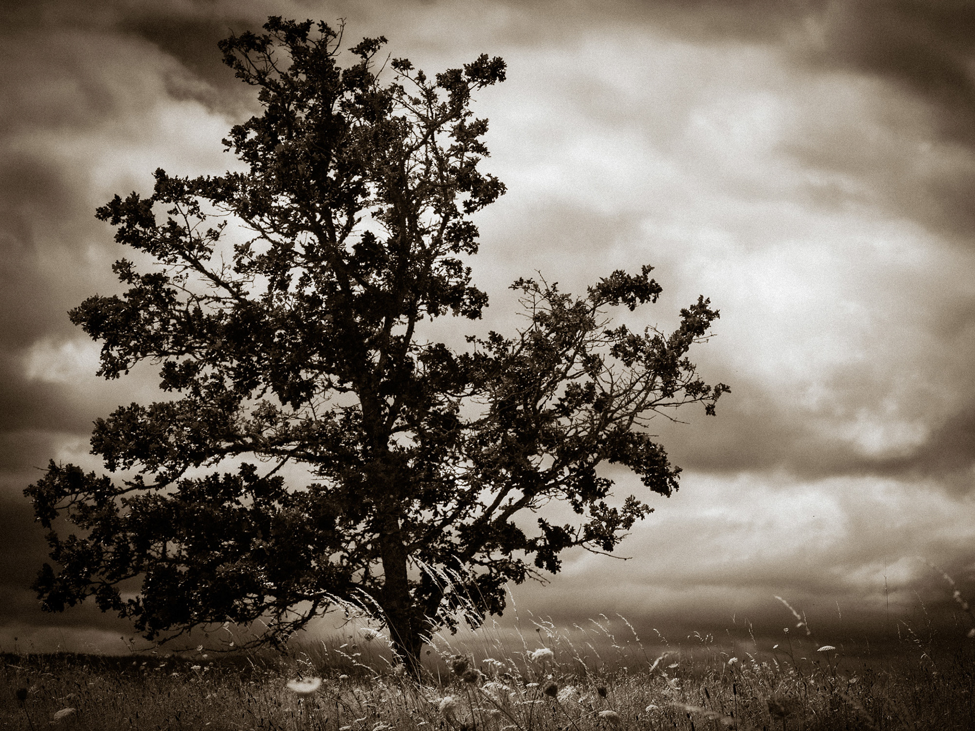 Leaning Toward Escaping | Oregon