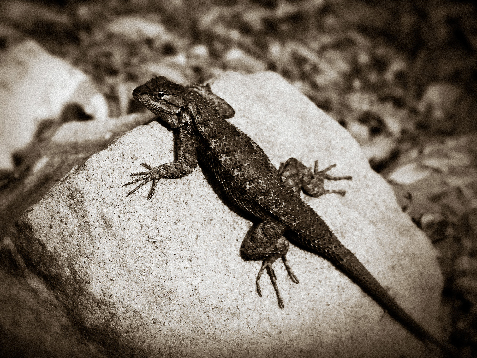 Sun Bathing Naked | Ojai, California