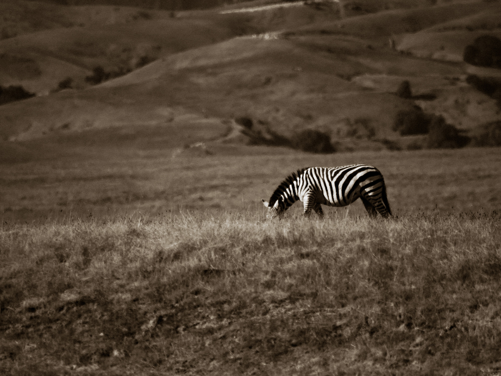 Stranger In A Strange Land | San Simeon, California