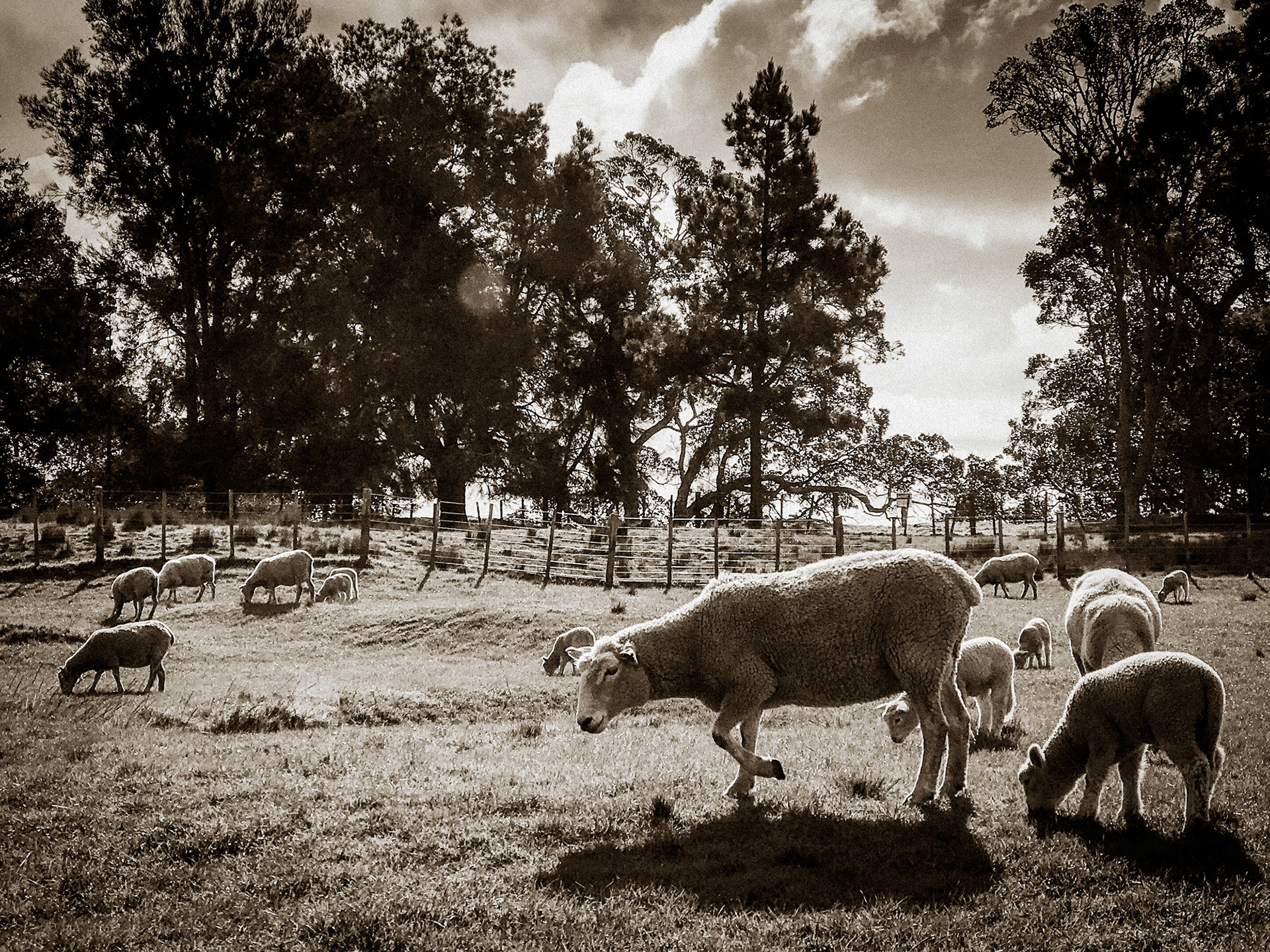 Family Life at One Tree Hill | Auckland, NZ