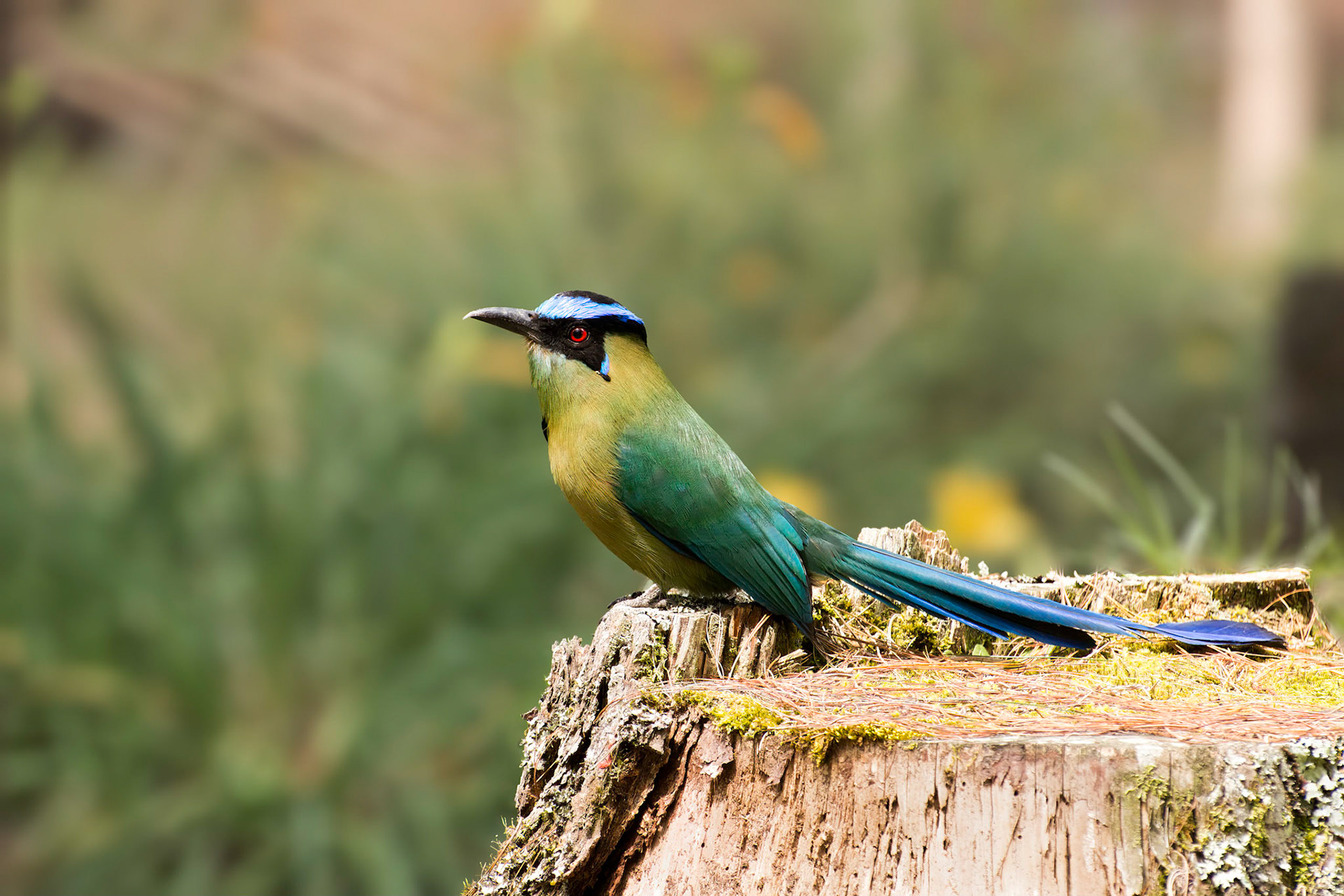 Amazonian motmot