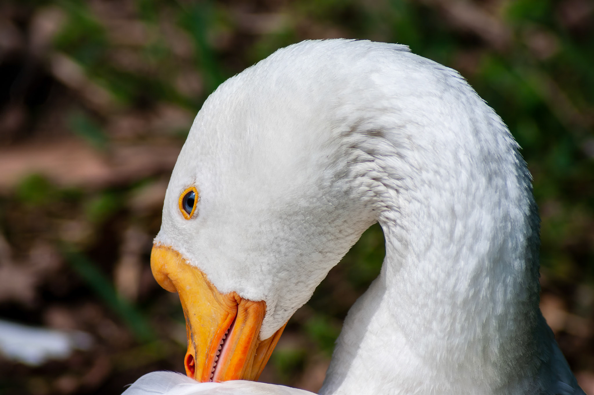 Pato