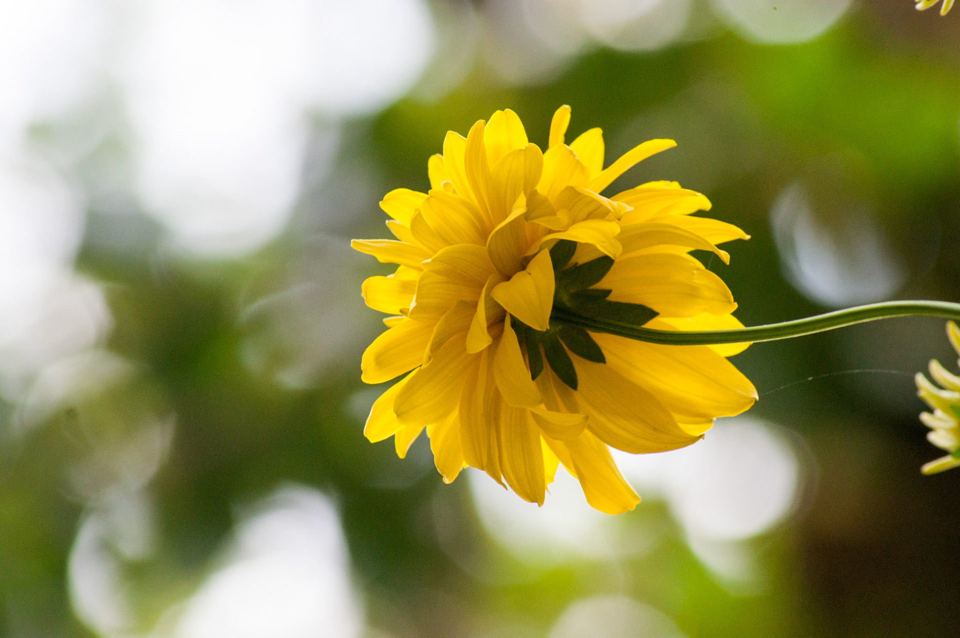 Yellos Colombian Flower