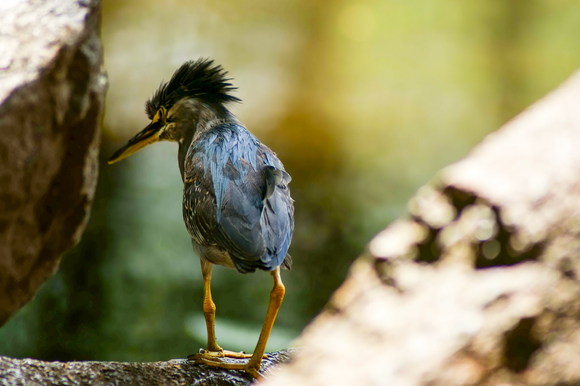 Colombian Bird Jardin Botanico Medellin