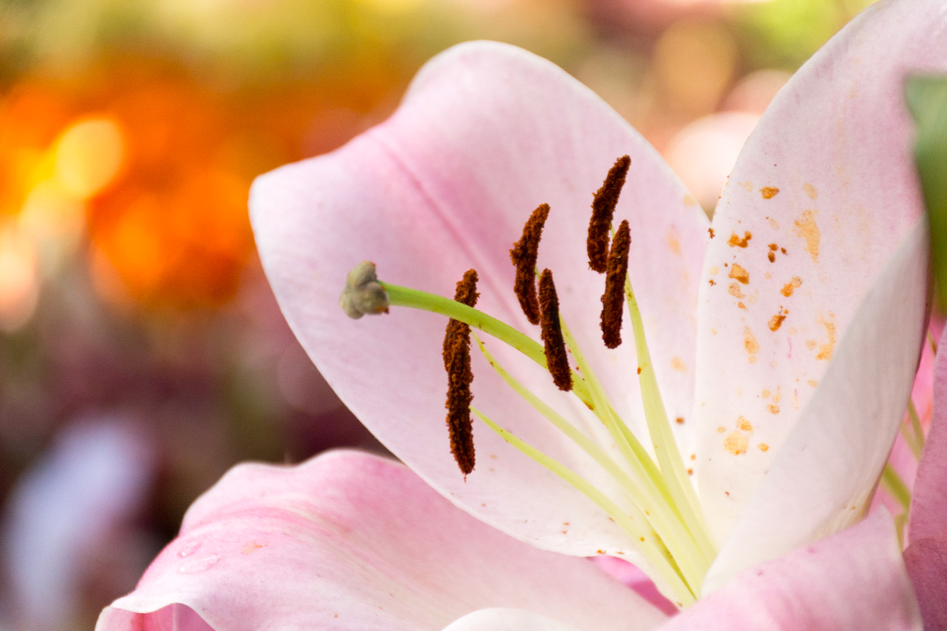 Feria Flores Medellin Colombia